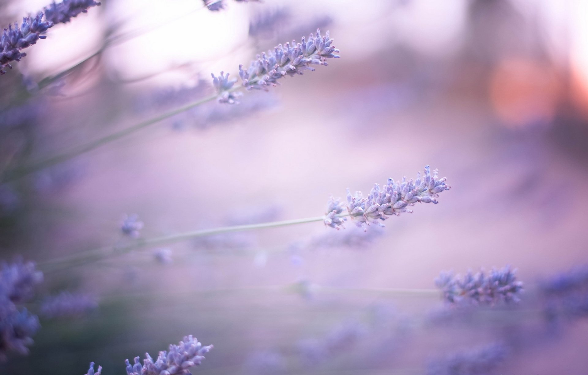 fleurs lilas lavande flou éblouissement