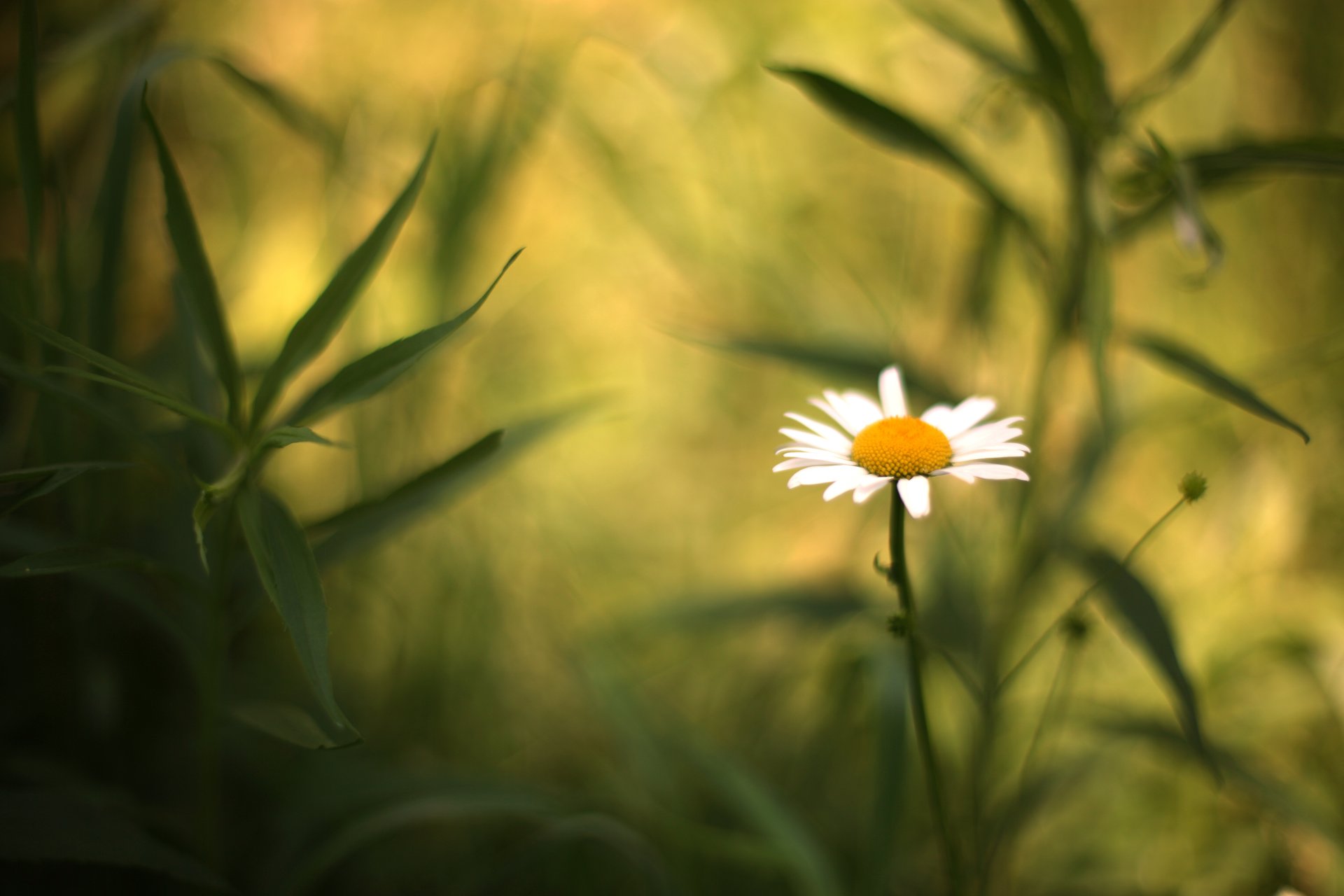 flowers flower flower chamomile stem stem leaves blur background wallpaper widescreen fullscreen widescreen widescreen