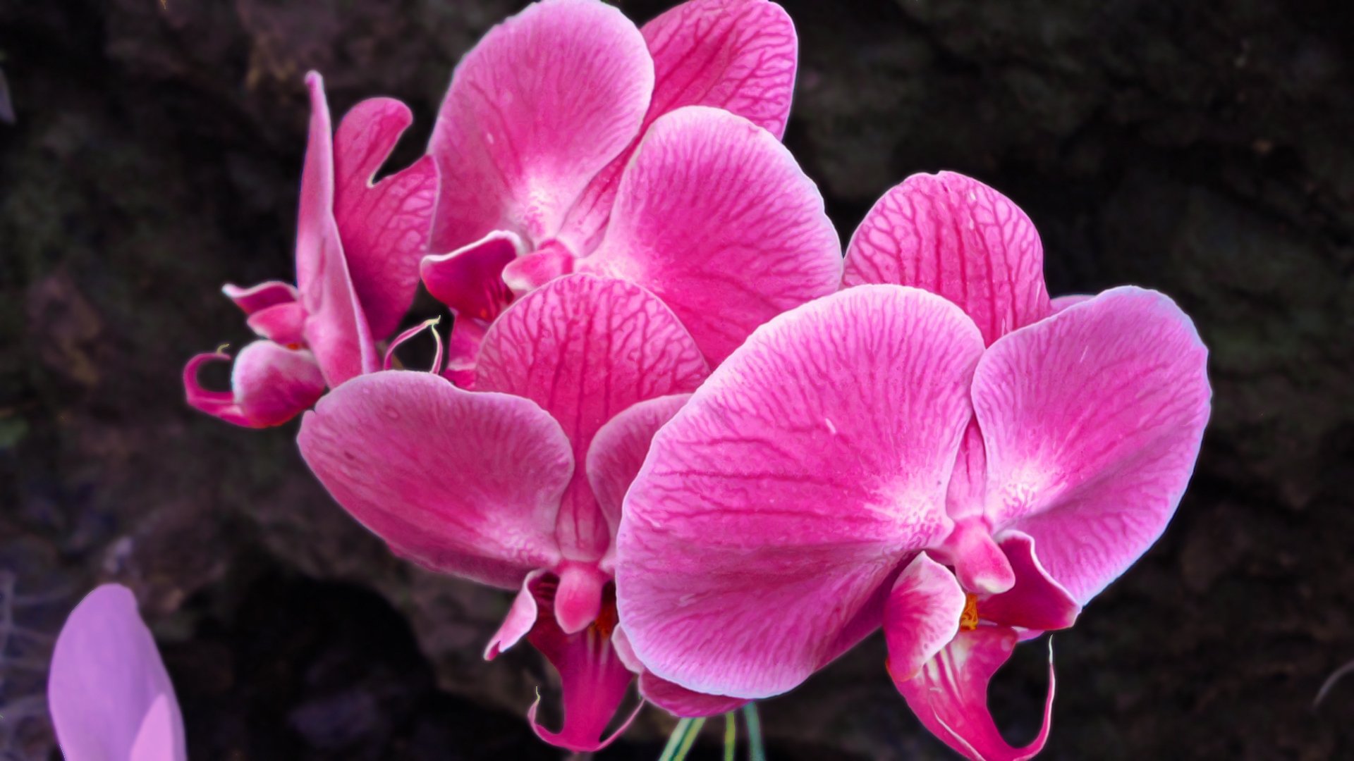 orchid pink flower