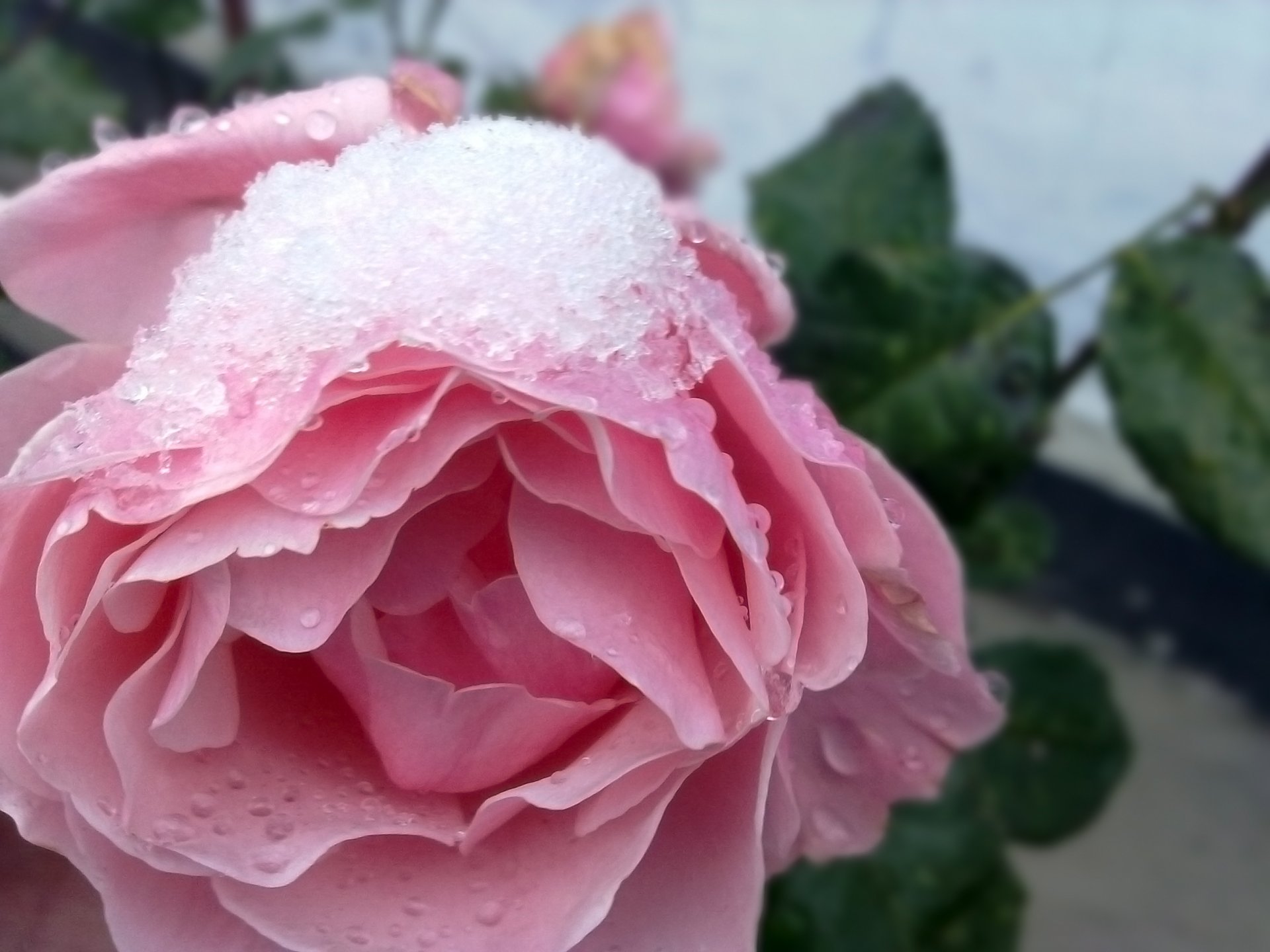 invierno nieve flores rosas naturaleza