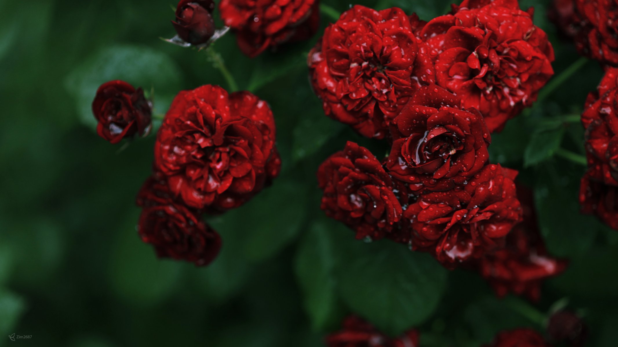 flowers roses rosettes red small bush dew drops water