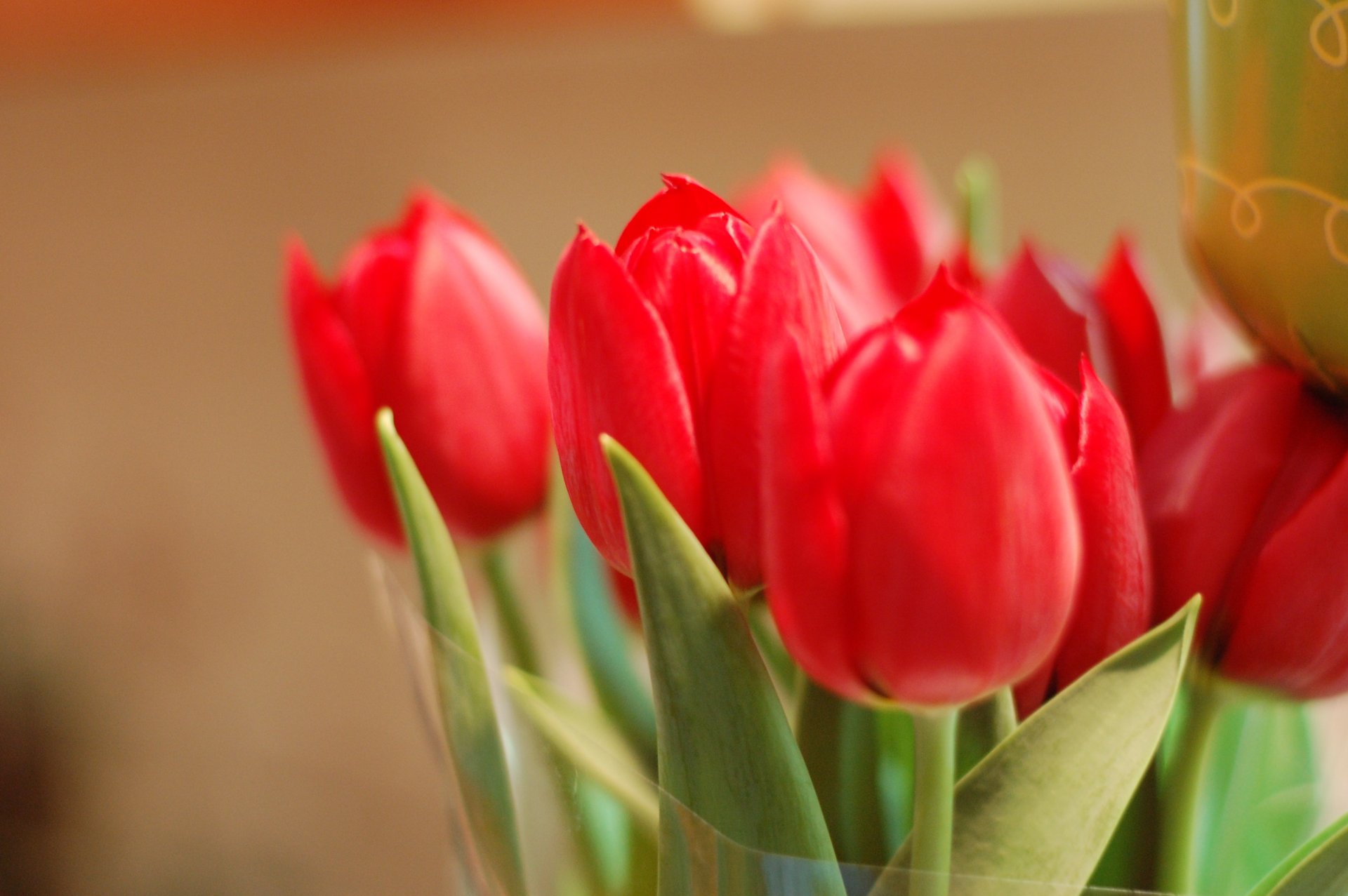 fiori fiori tulipani rosso petali bocciolo boccioli macro foglie volantini sfondo carta da parati widescreen a schermo intero widescreen cresciuto gemme macro foglia widescreen widescreen