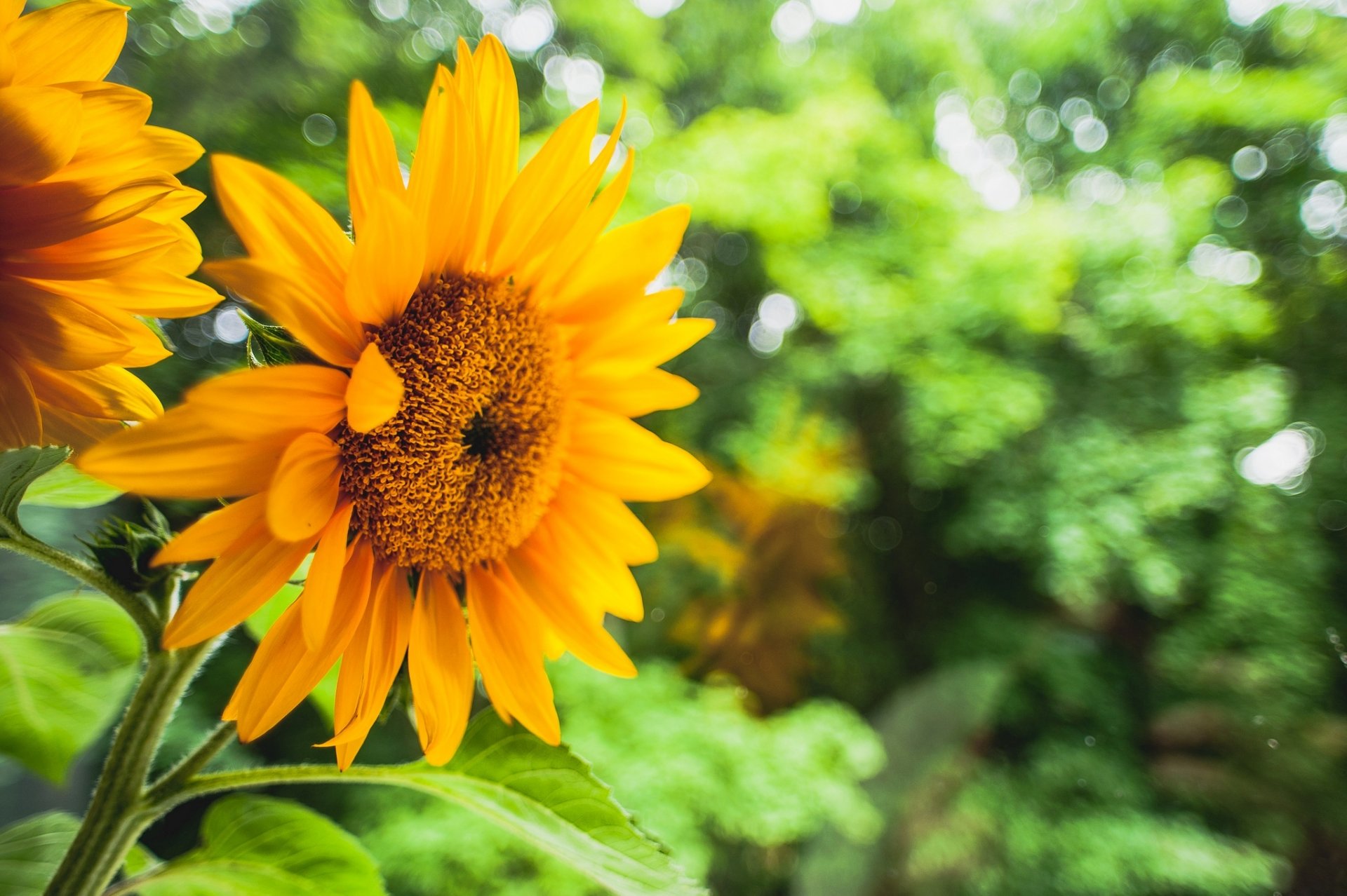 unflower yellow flowers flower leaves greenery background blur