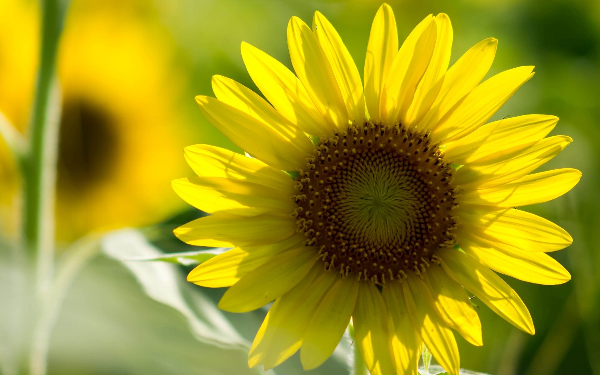 fiori fiore fiorellino margherita giallo petali campo sfocatura sfondo carta da parati widescreen a schermo intero widescreen widescreen