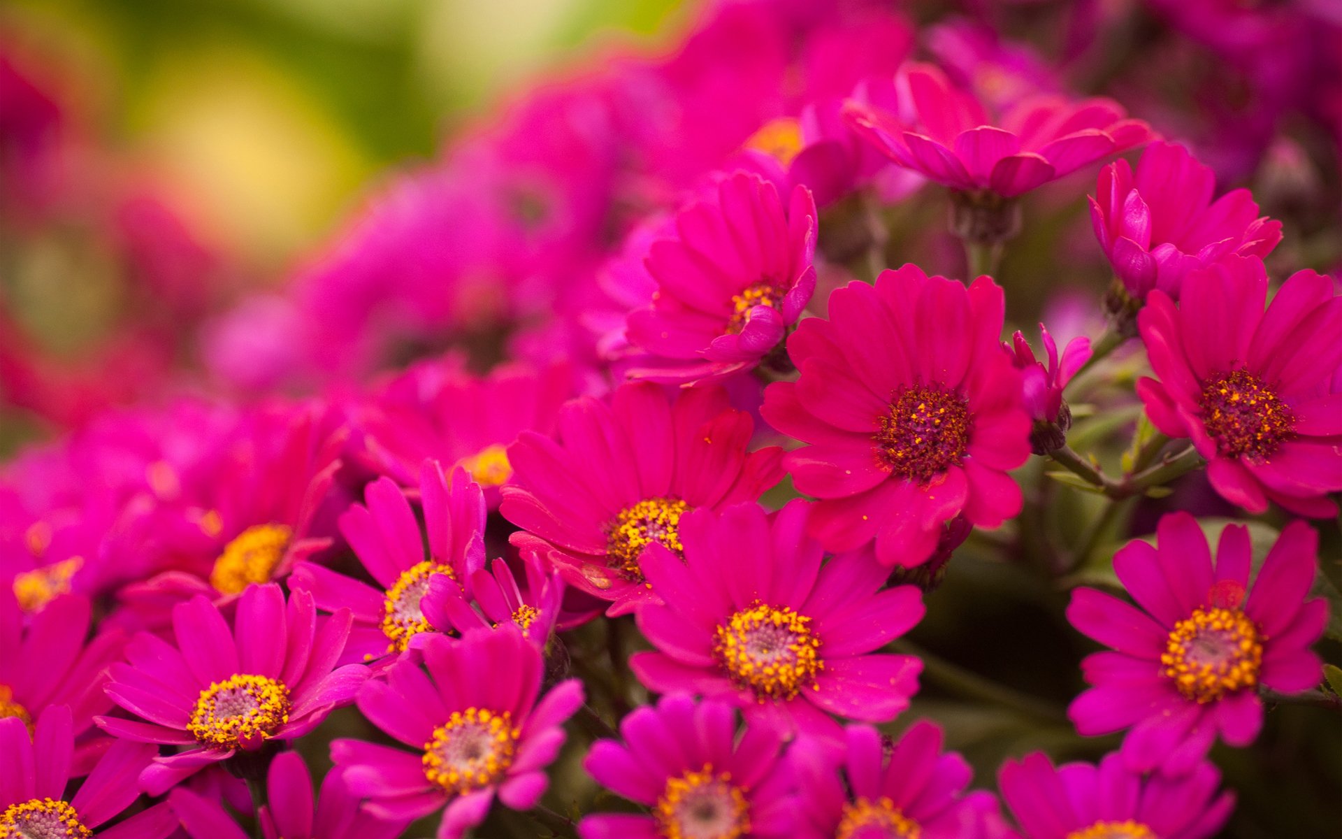 fiori crisantemi luminosi rosa molto