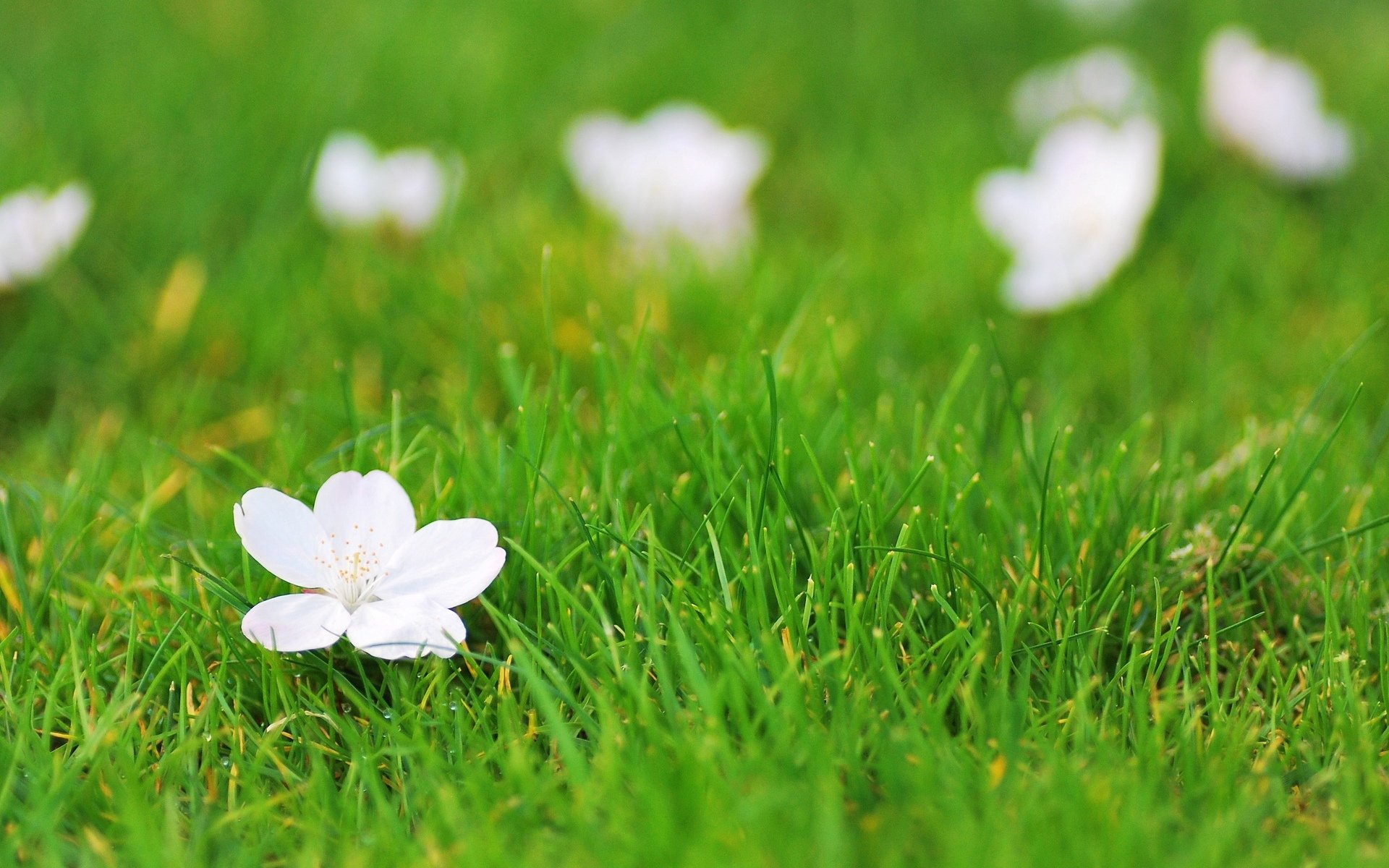 flowers flower flower white grass greenery background wallpaper widescreen fullscreen widescreen