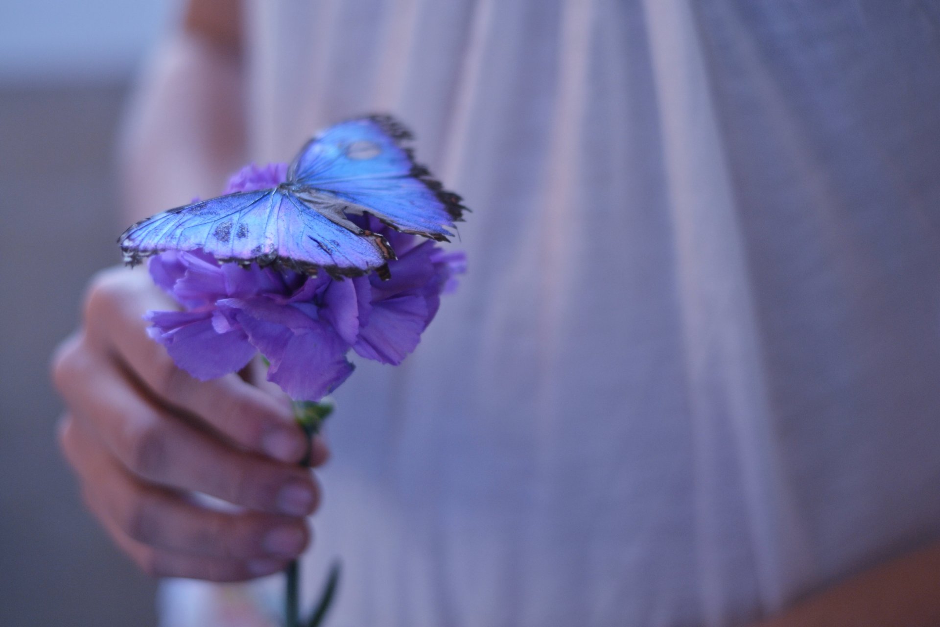 flowers flower purple butterfly beautiful hand girl background wallpaper