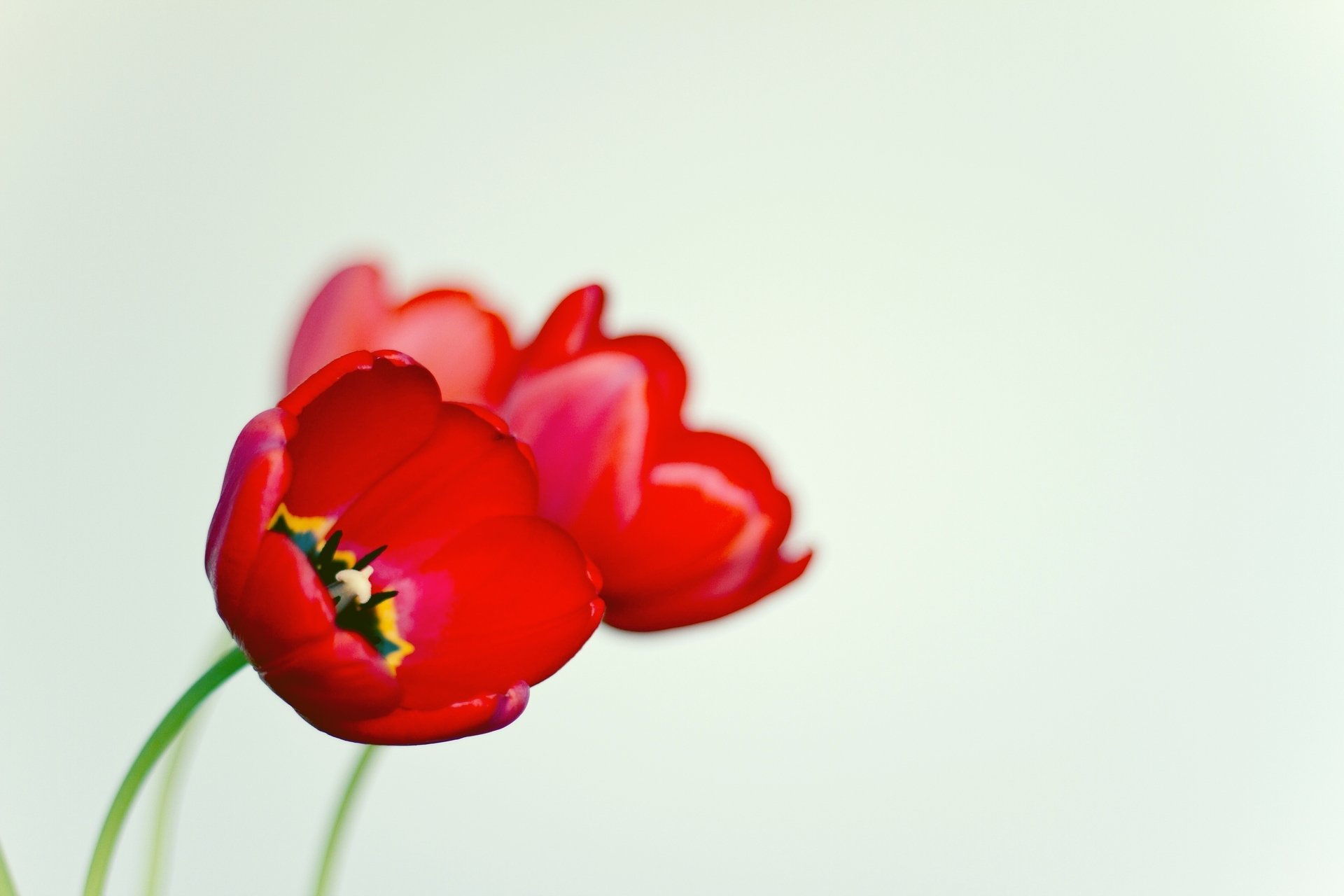 fiori fiore papavero rosso nero bianco sfondo macro carta da parati widescreen schermo intero widescreen widescreen