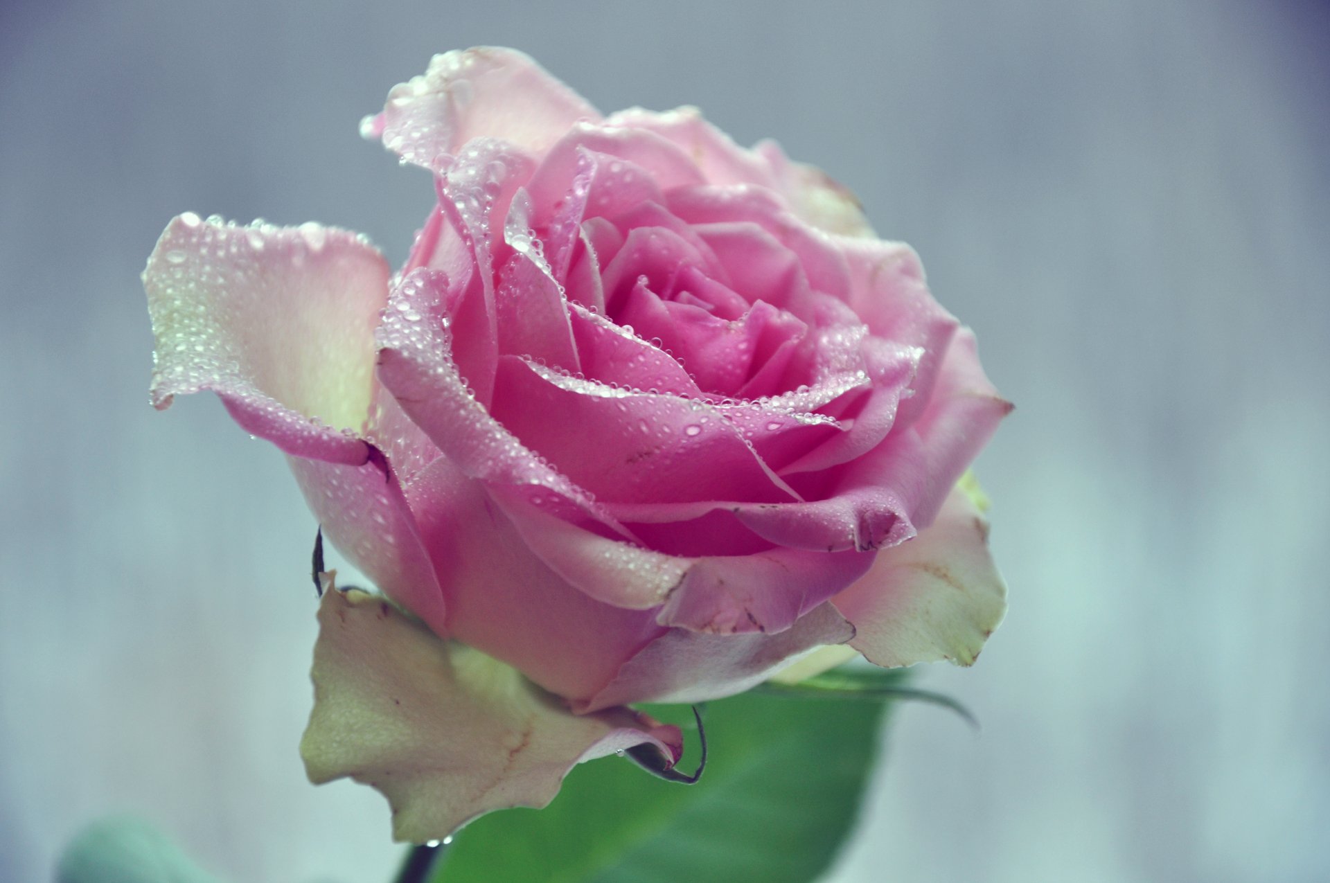 flower pink rose close up drops water petals leaves background