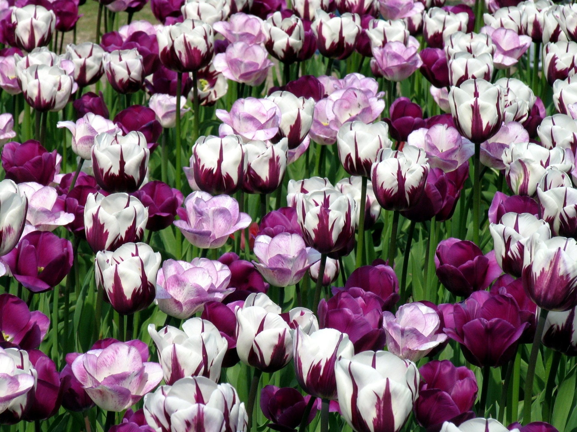 tulipani fiori bello natura primavera fiore