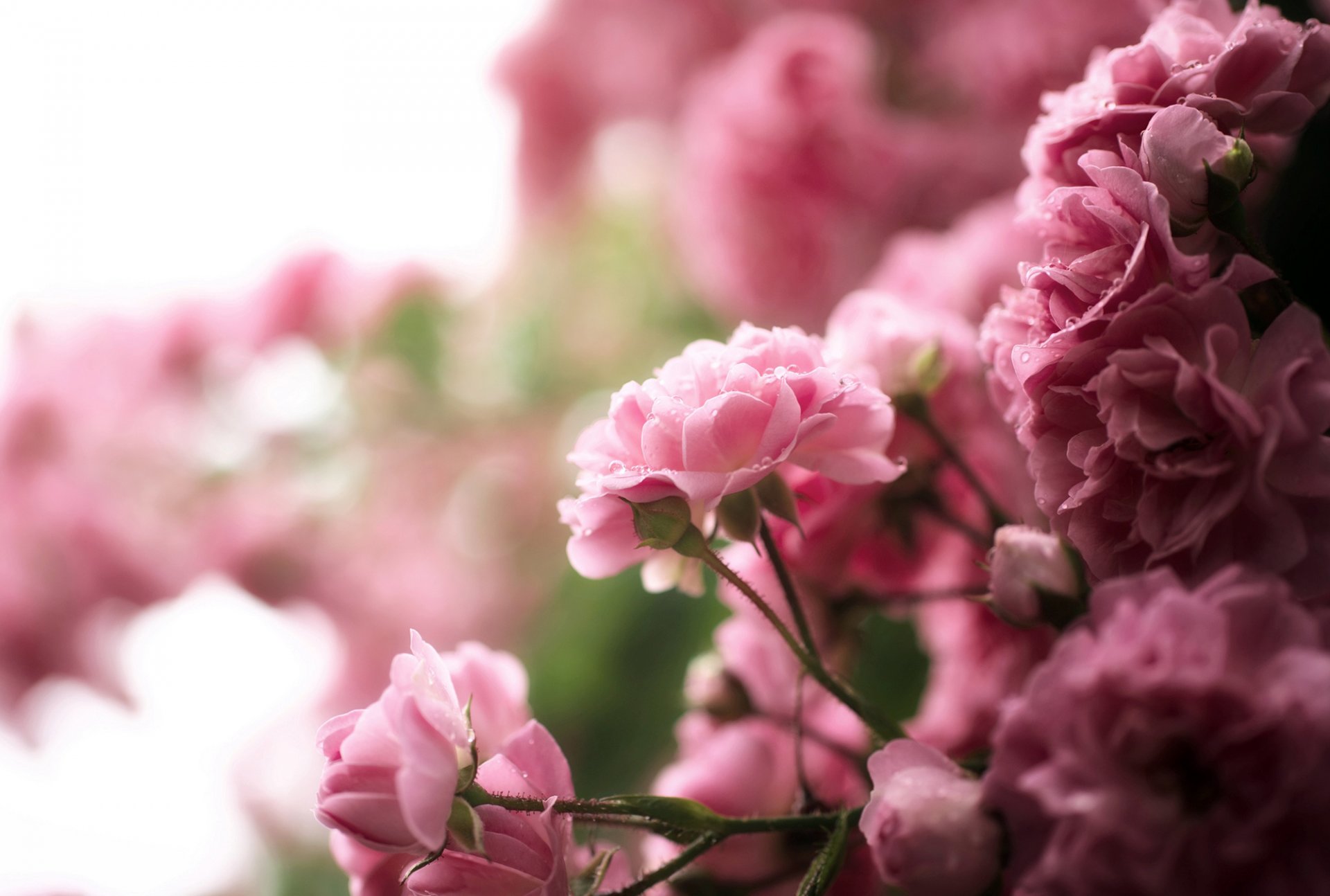 rose tea flower pink drops bush nature