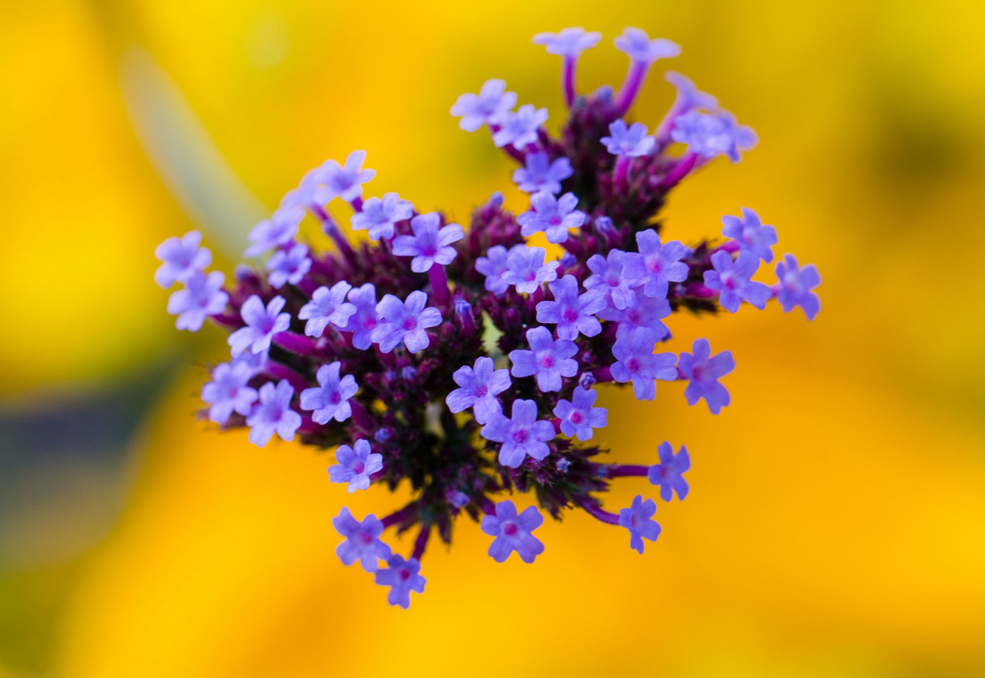 flower purple inflorescence yellow background