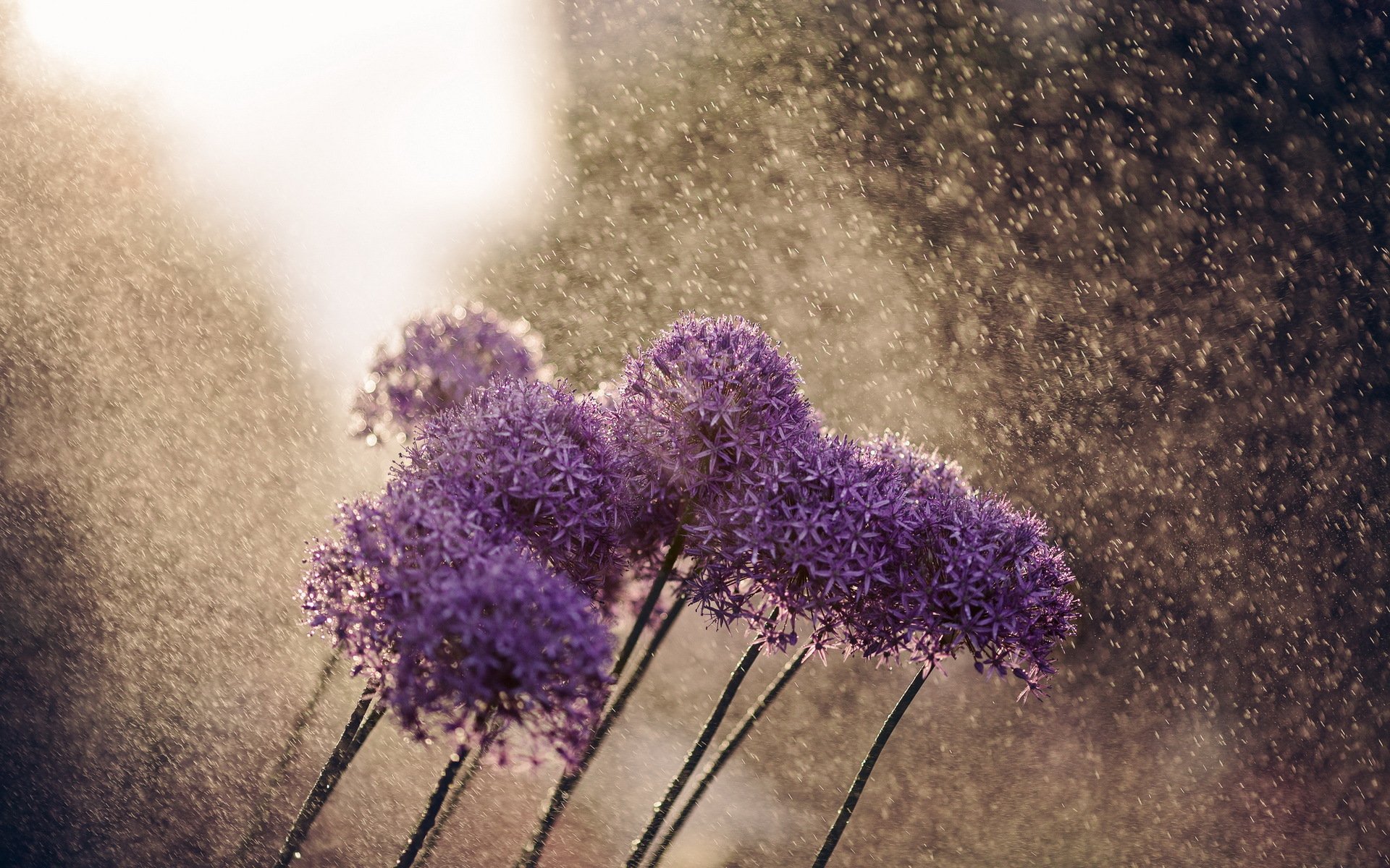 fleurs pluie nature