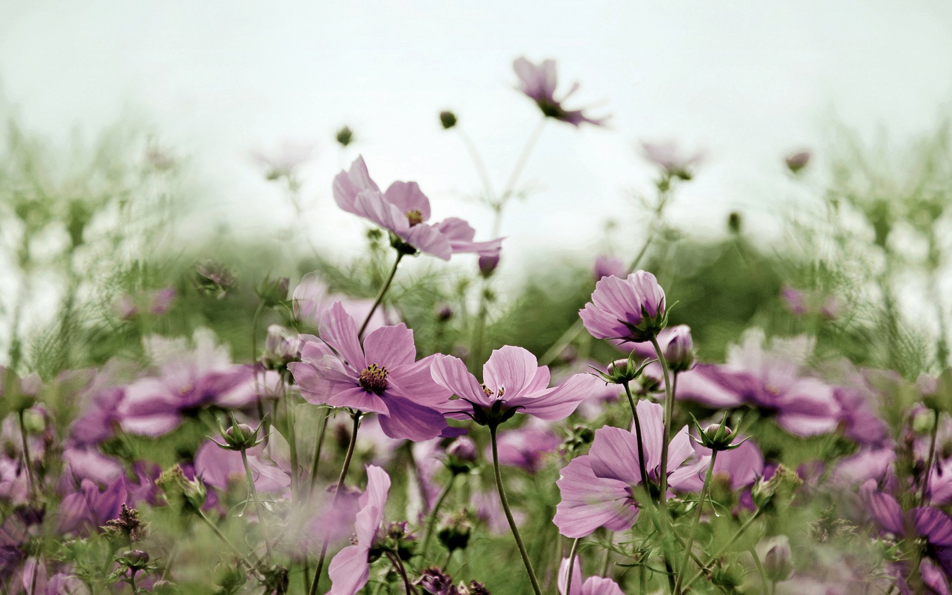 fleurs sauvages cosmea rose