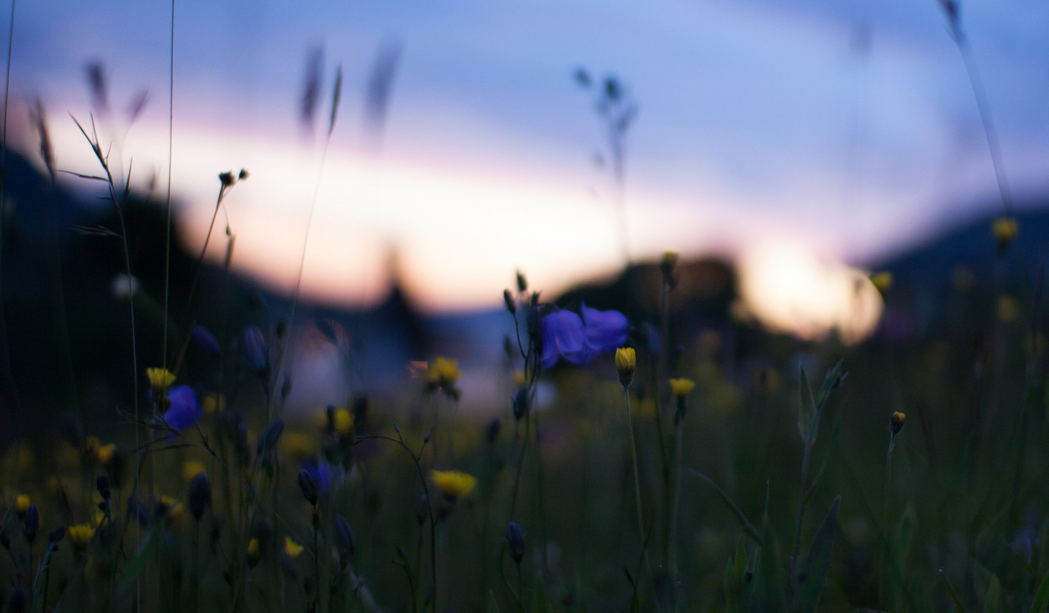 the field yellow blue flower close up blur reflections night sunset nature