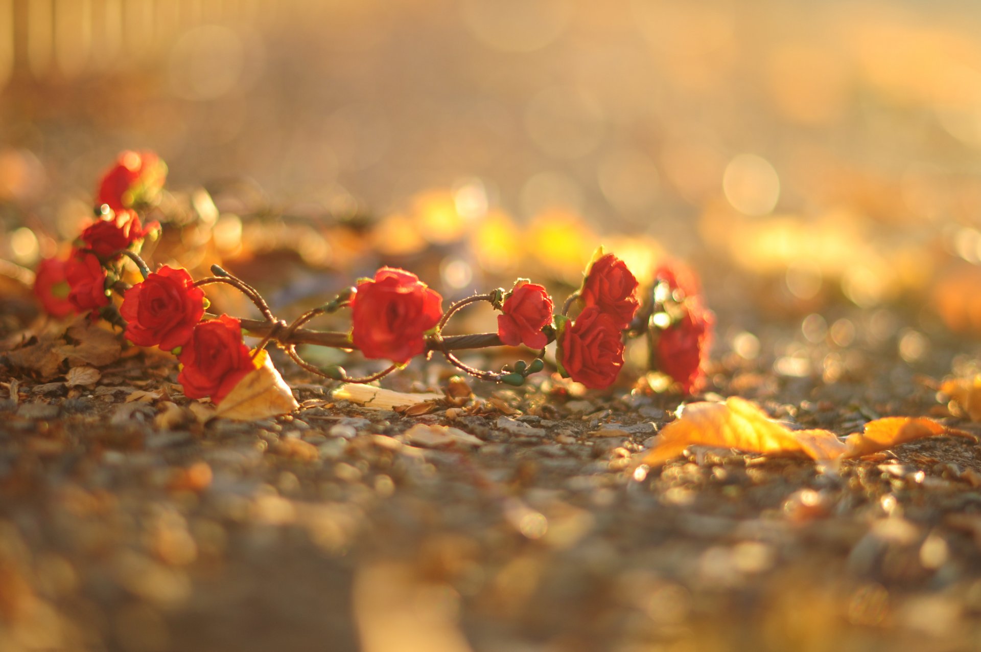 fiori fiori fiore rosso rose corona foglie macro asfalto terra sfondo carta da parati widescreen schermo intero widescreen widescreen