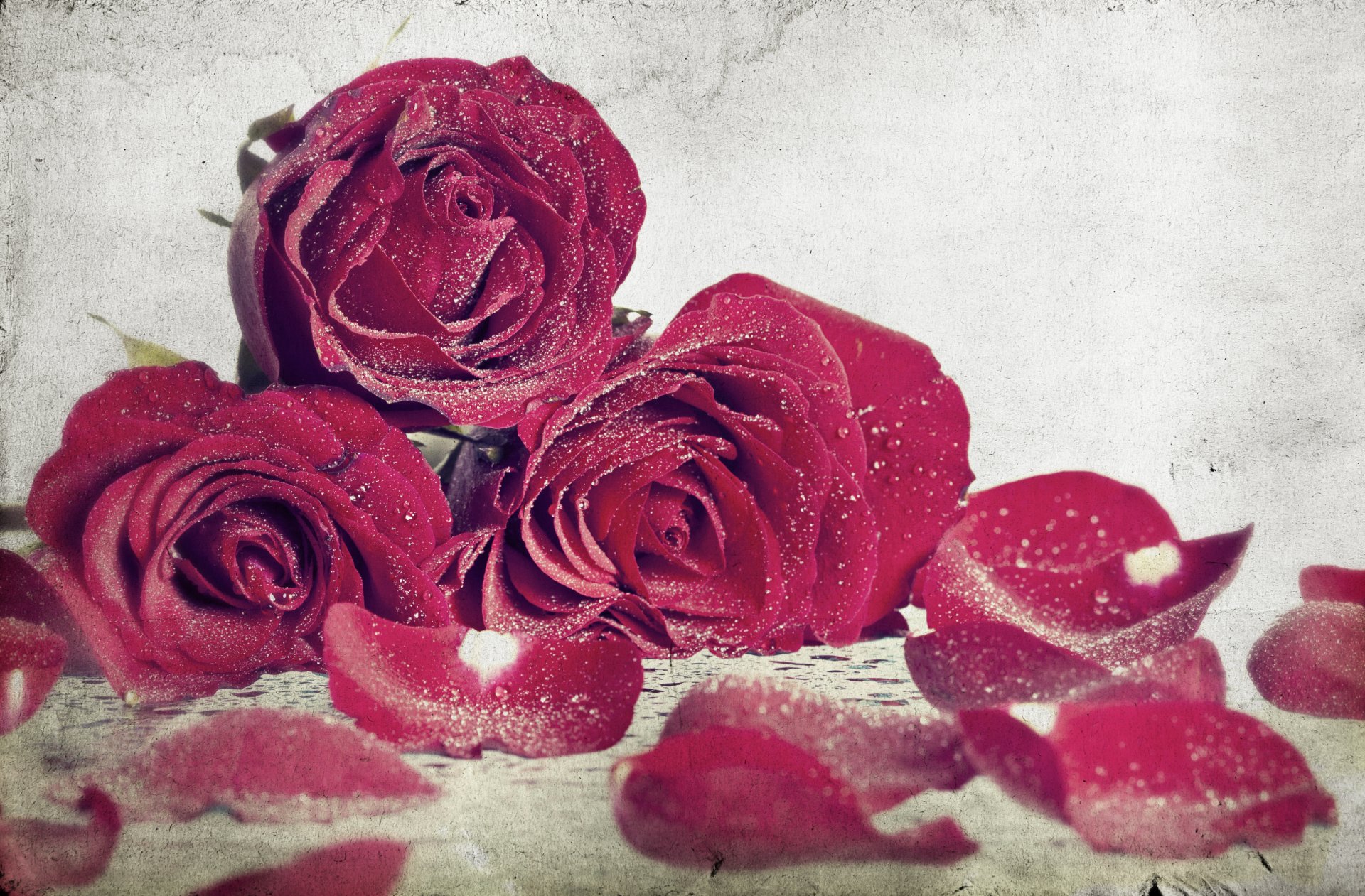 flowers flowers roses rose red roses background flower rose wallpaper widescreen fullscreen widescreen widescreen