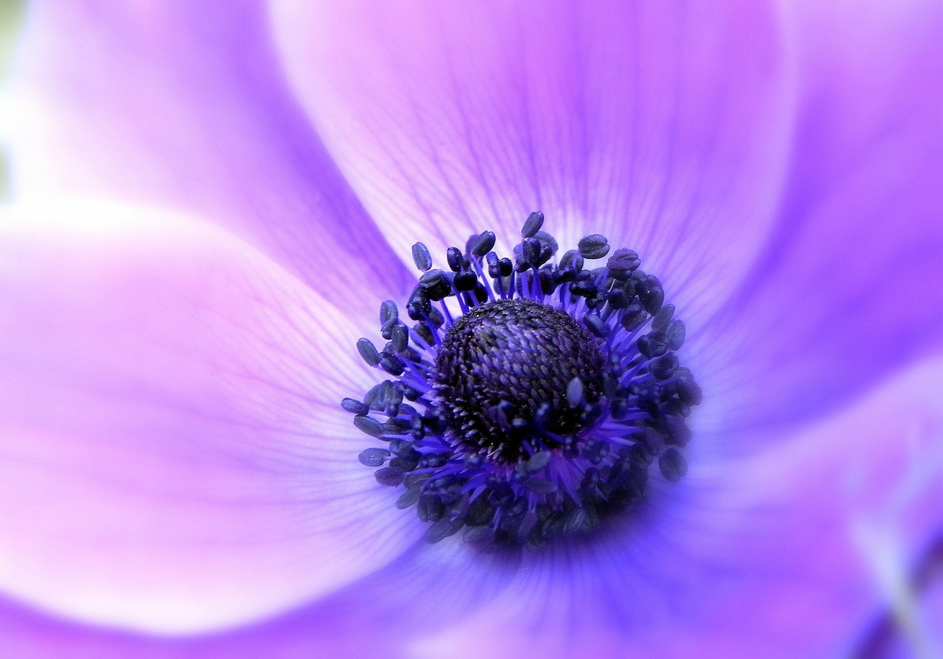 anémone anémone lilas fleur pétales tendresse macro mise au point