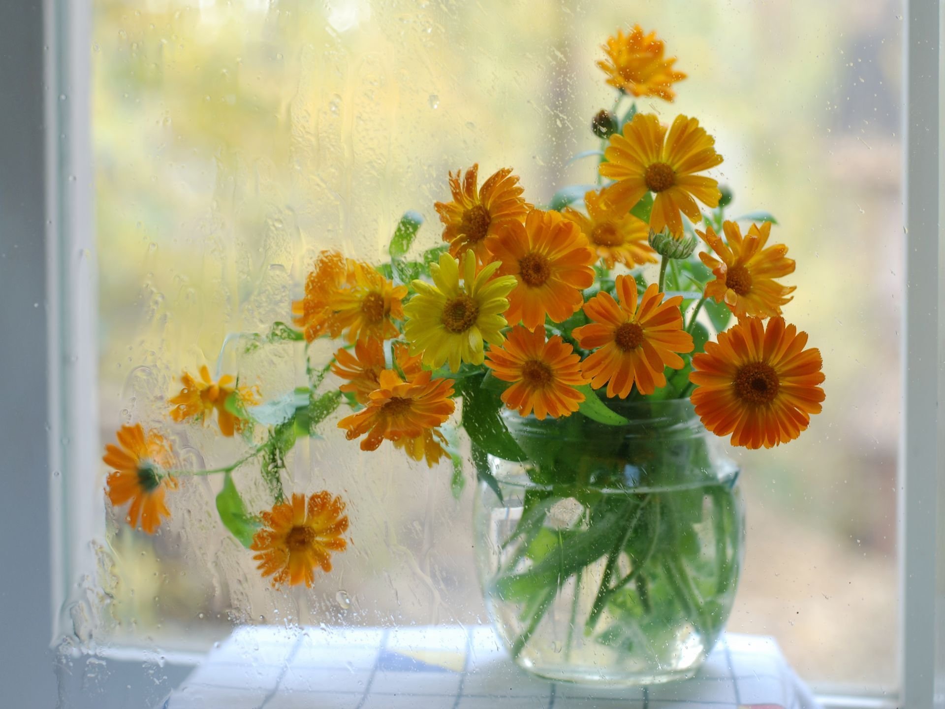 calendula verre rosée pot