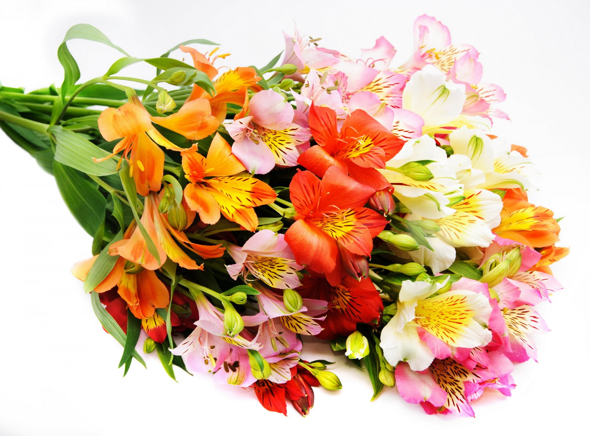 fleurs belle fleur bouquet alstremeria alstremeria