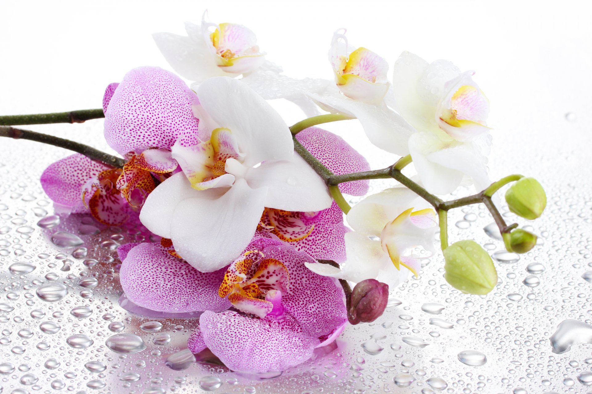 orchidea fiore petali rosa bianco gambo acqua gocce ombra sfondo