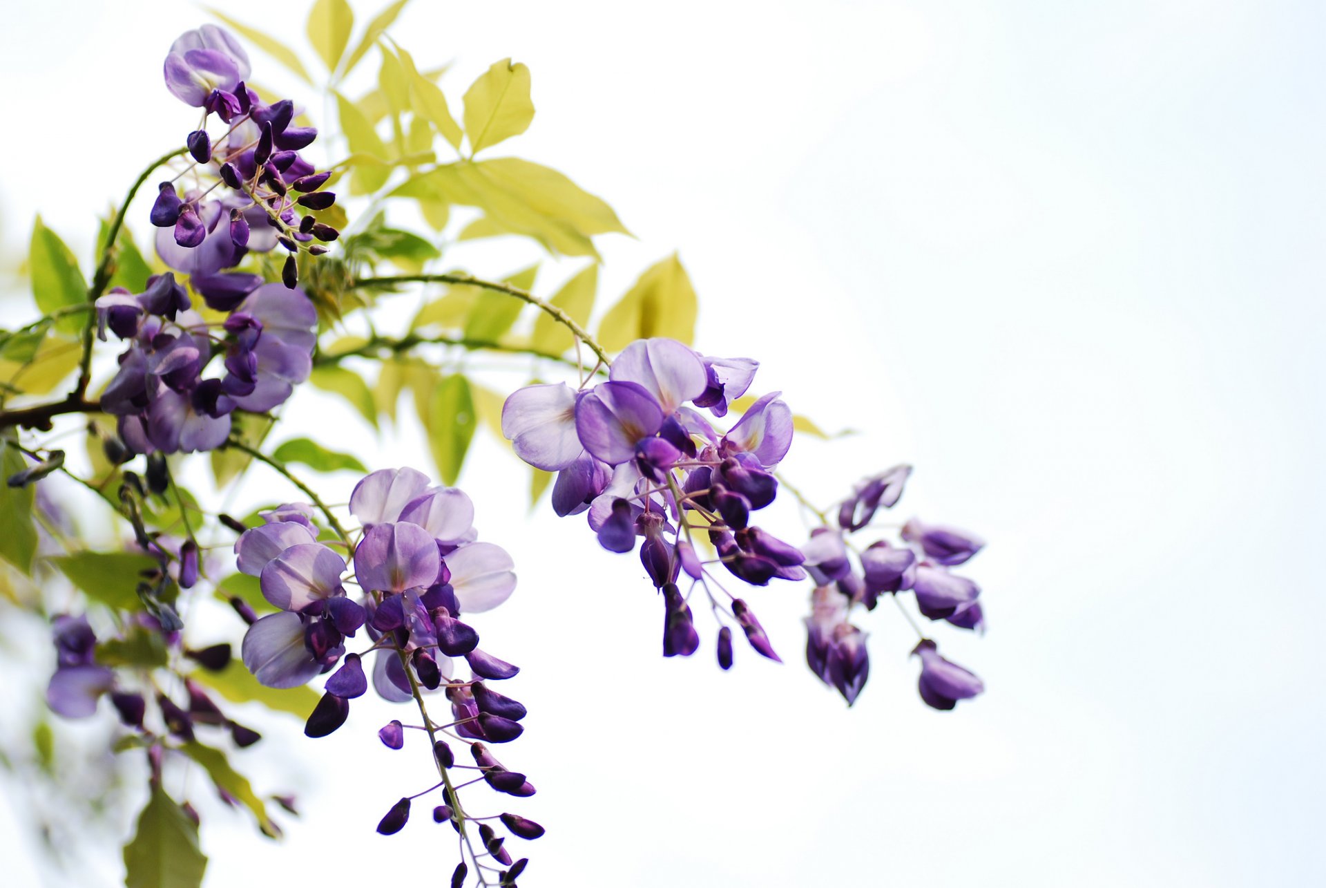 zweige blätter blumen trauben glyzinien weißer hintergrund