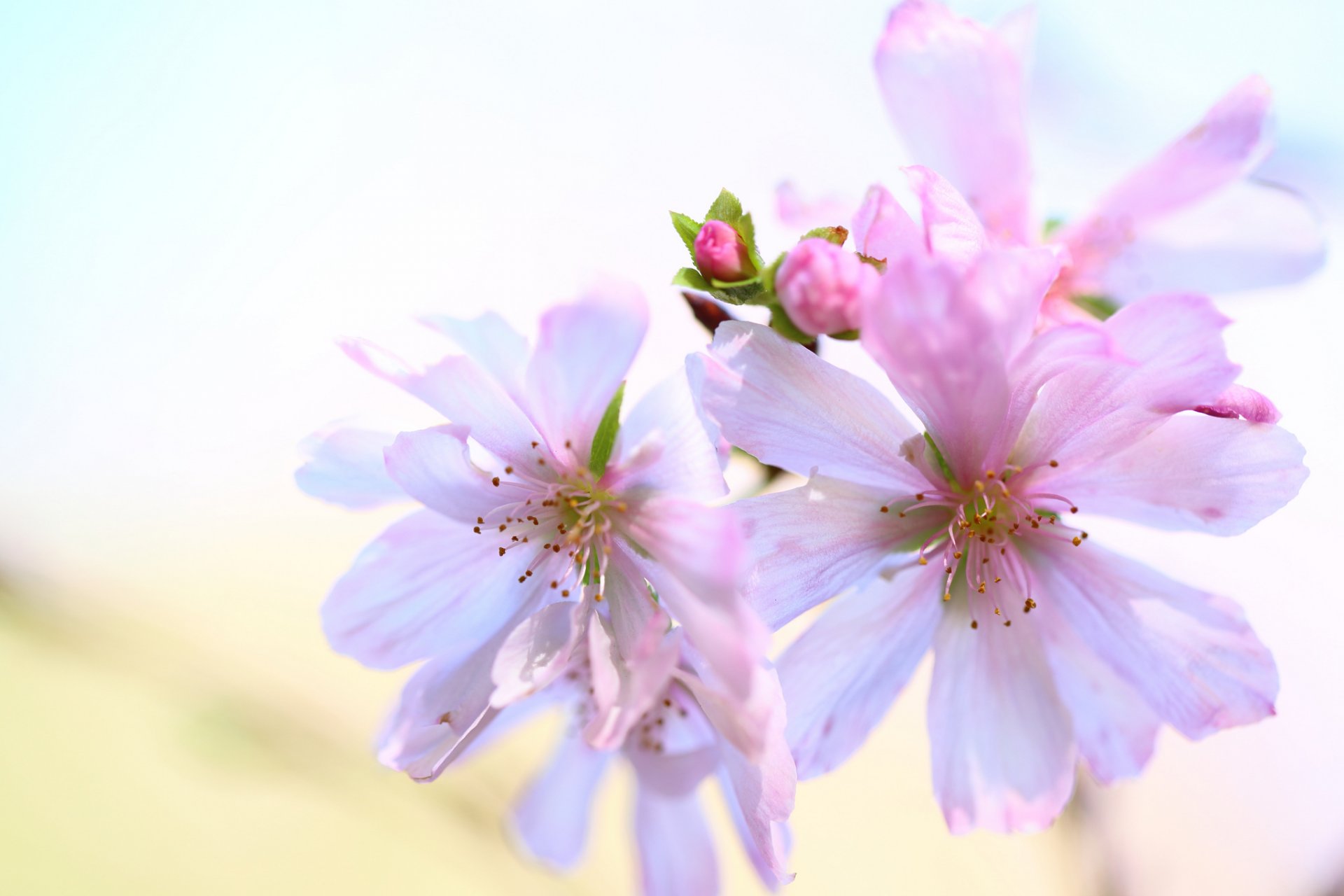 fleurs blanc-rose bourgeons fond