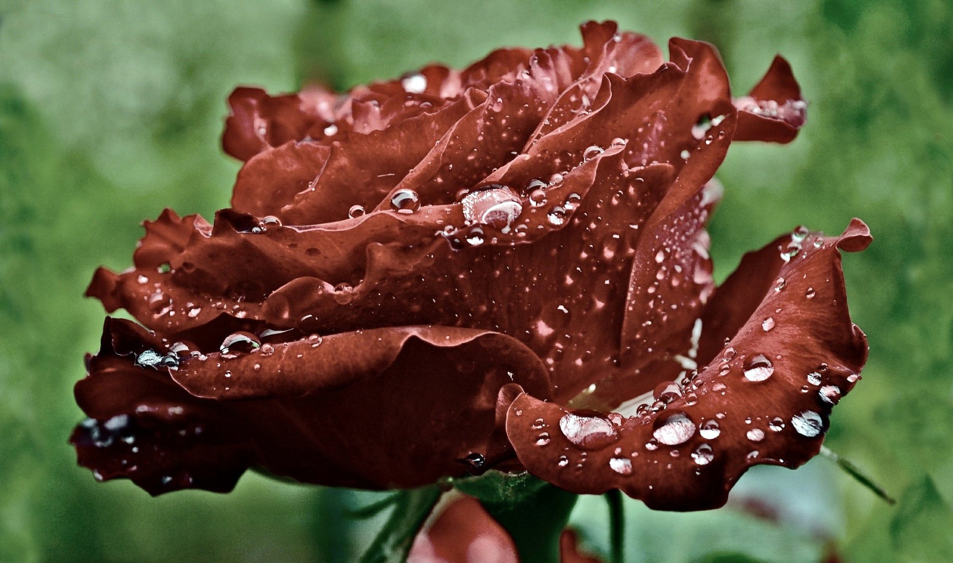 rosso rosa petali gocce acqua rugiada macro