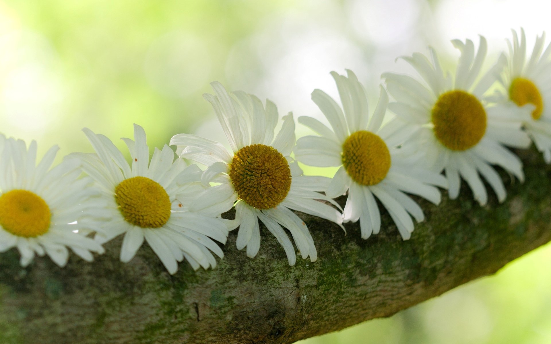 fleurs fleurs marguerites arbre écorce flou arrière-plan papier peint écran large plein écran écran large écran large