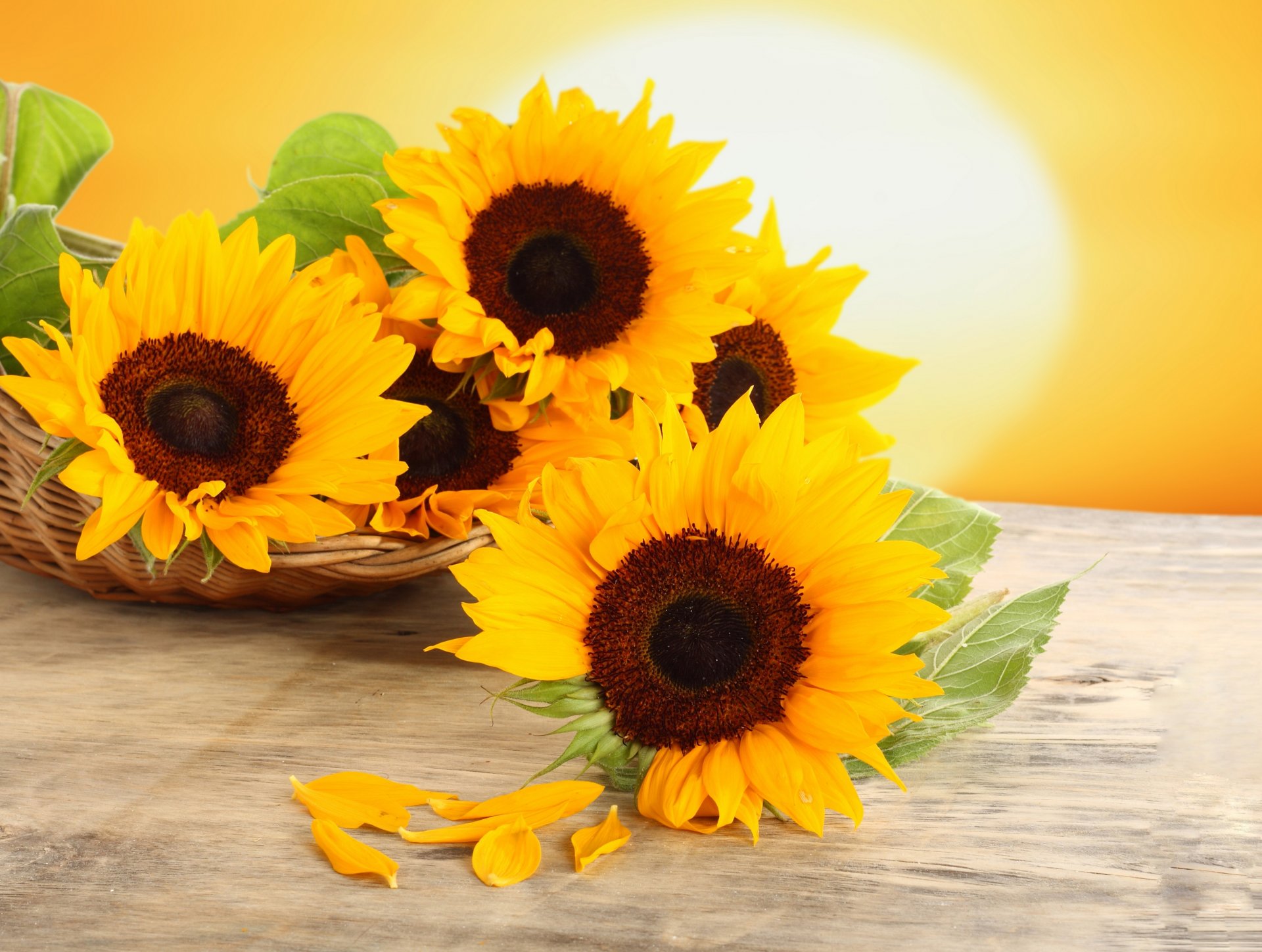 sonnenblumen blumen gelb blütenblätter korb tisch