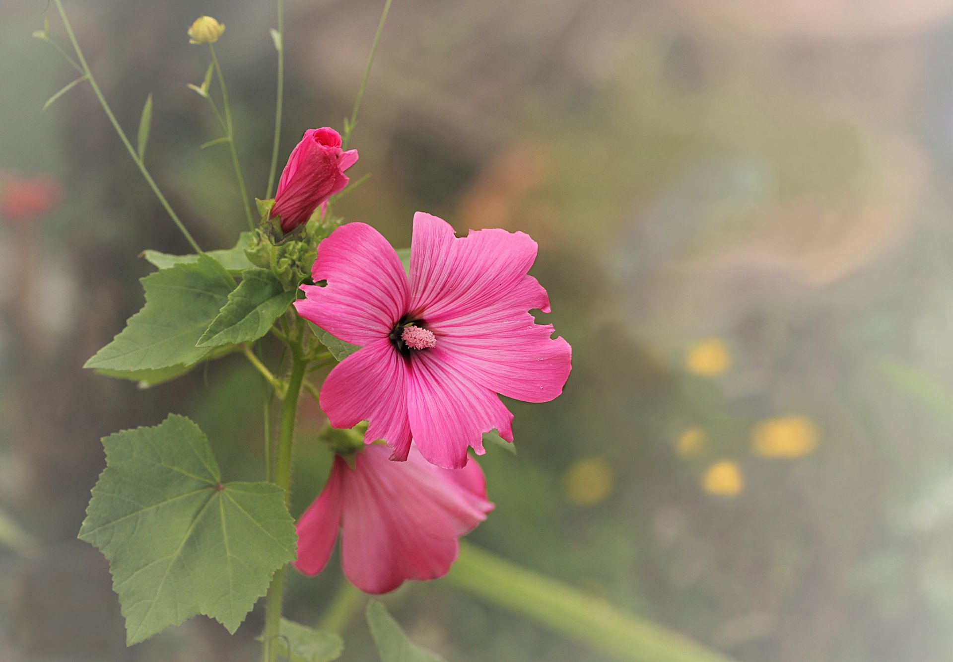 flores rosa malva fondo