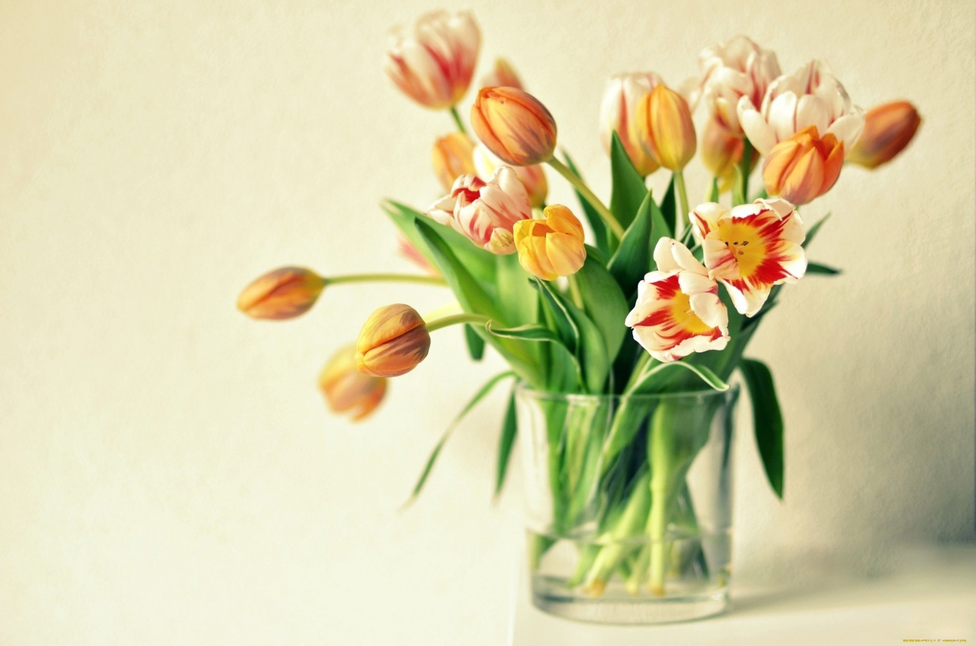 tulipani fiori vaso arancione