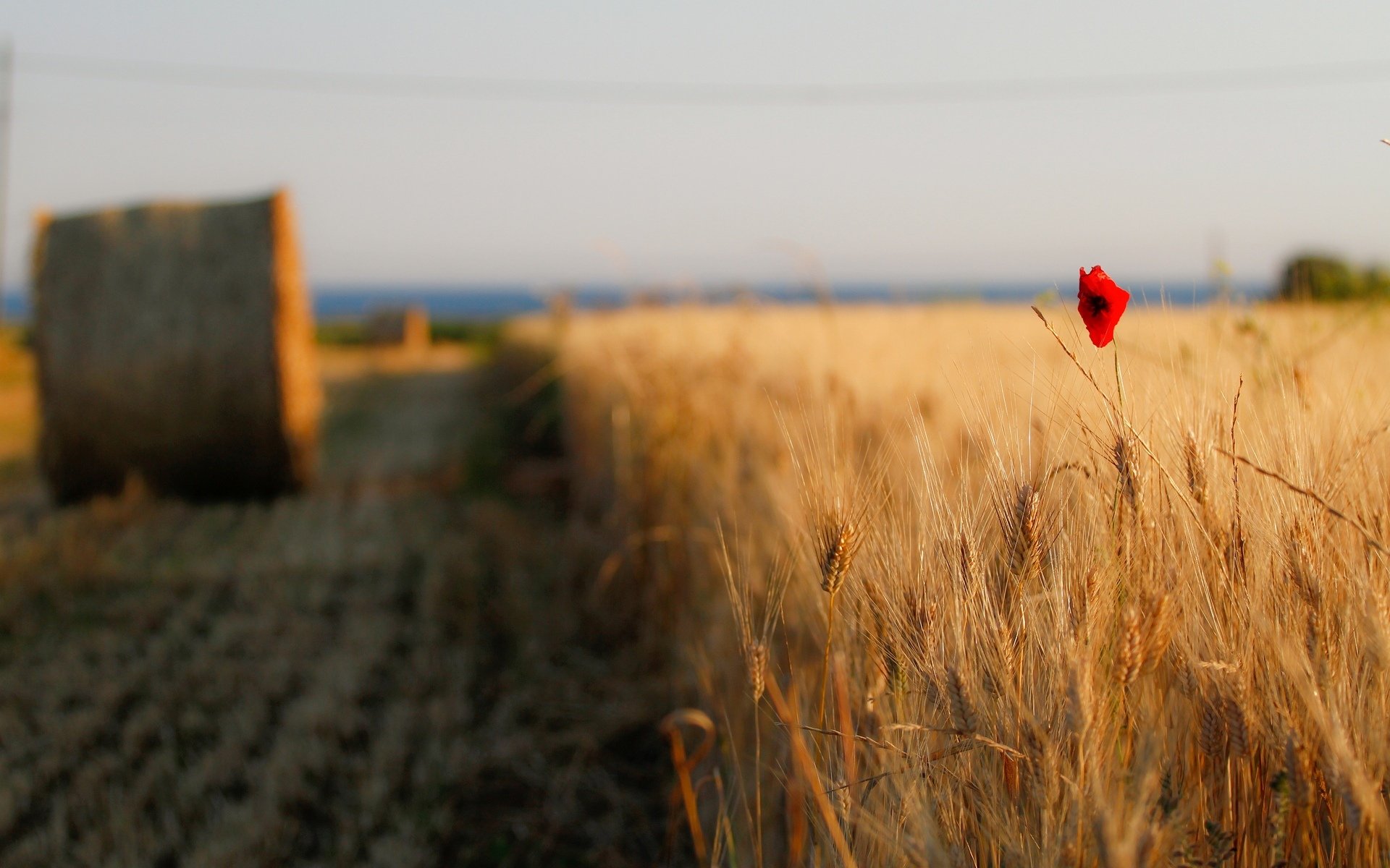 blumen blume mohn rot ährchen ährchen weizen roggen feld gehweg weg heu heuhaufen himmel hintergrund tapete widescreen vollbild widescreen widescreen