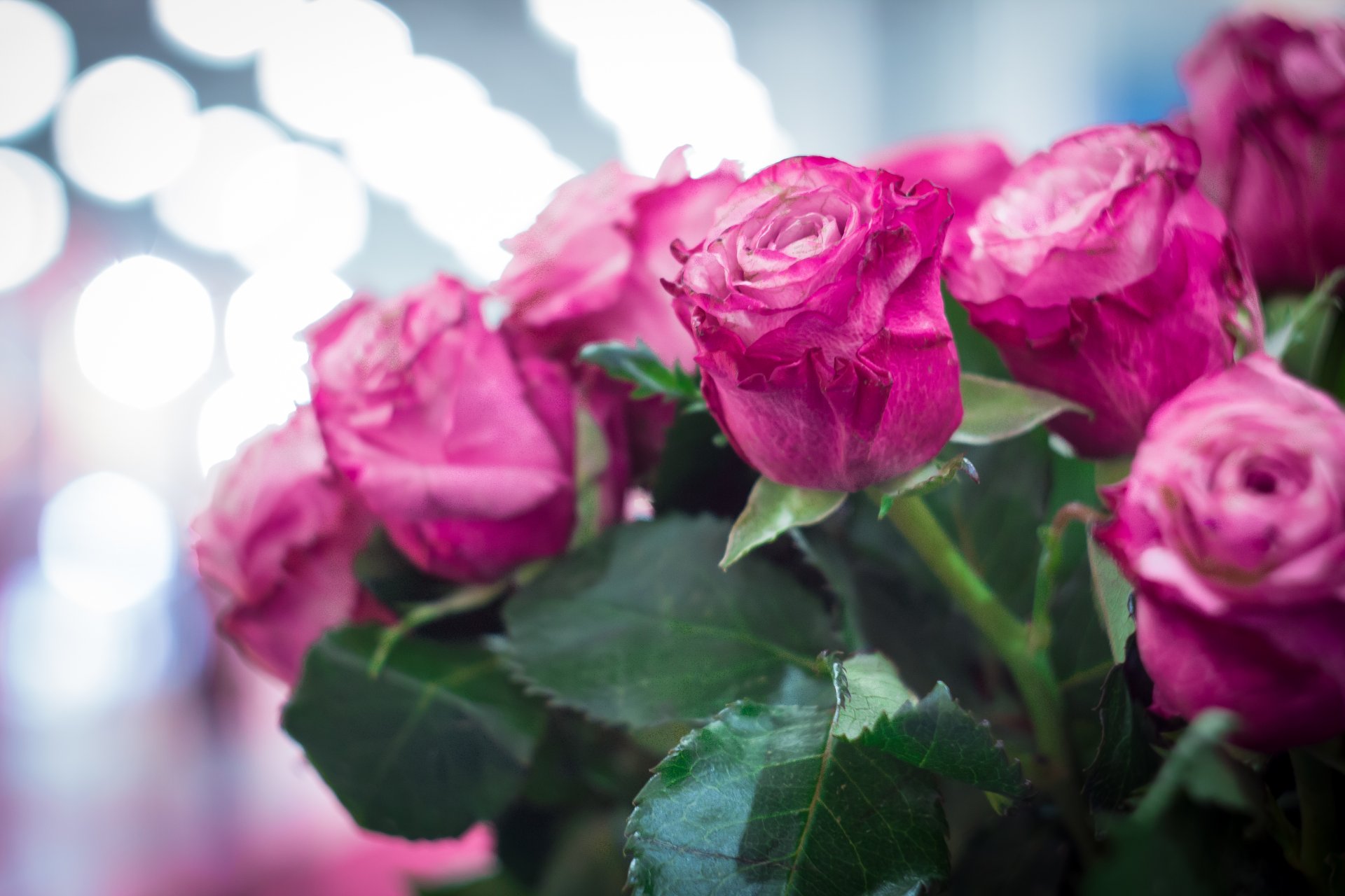 rose rosa fiori bokeh