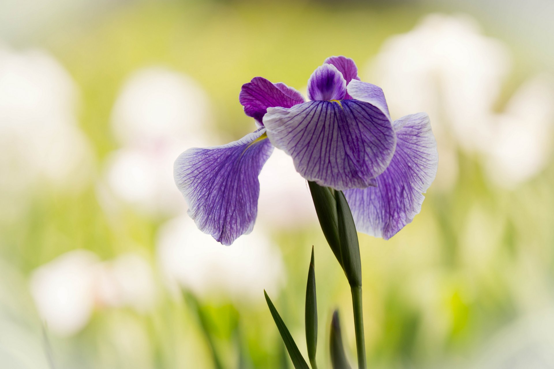 iris lila hojas fondo