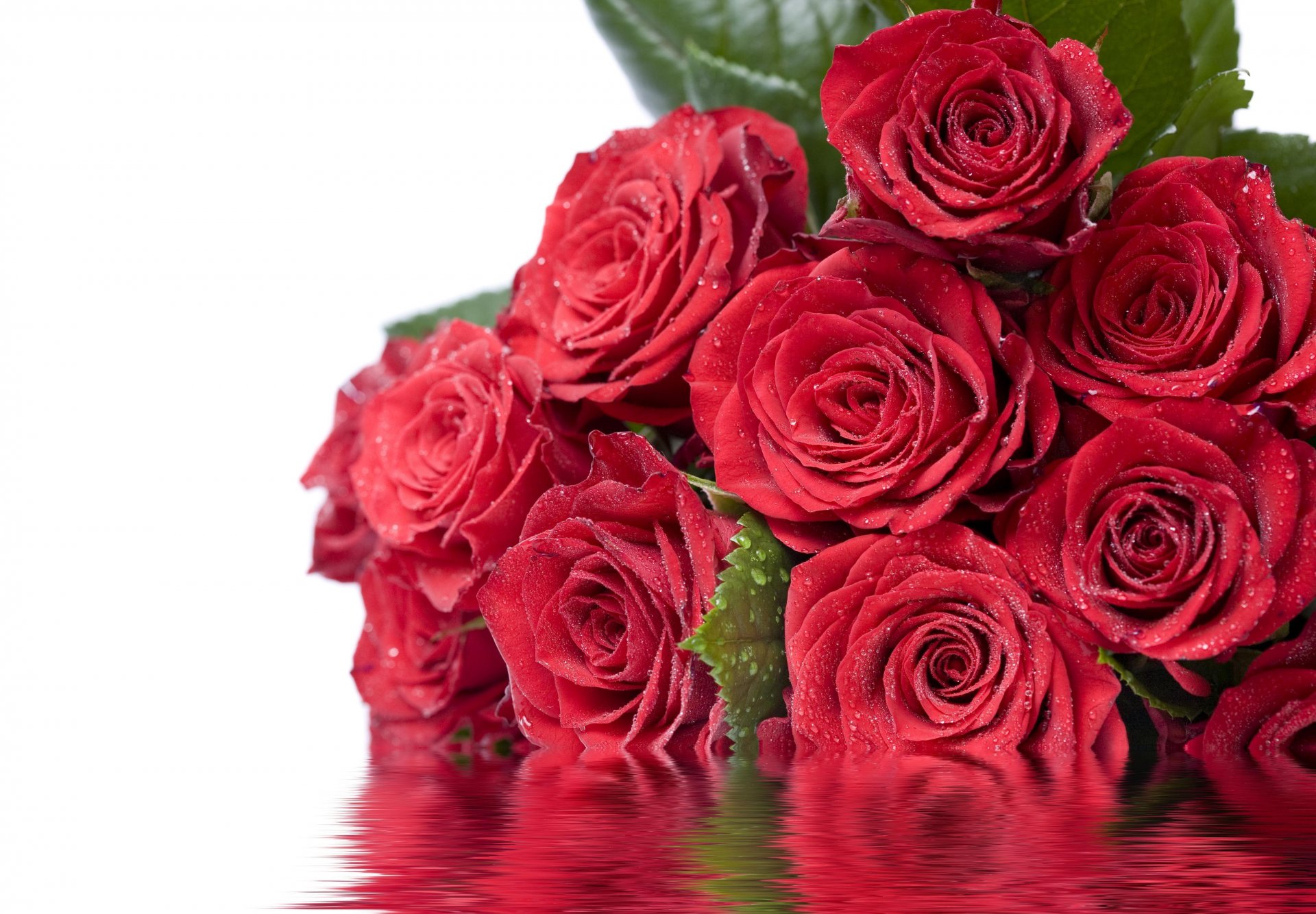 cari signore dall 8 marzo fiori rose rosso foglie acqua riflessione gocce