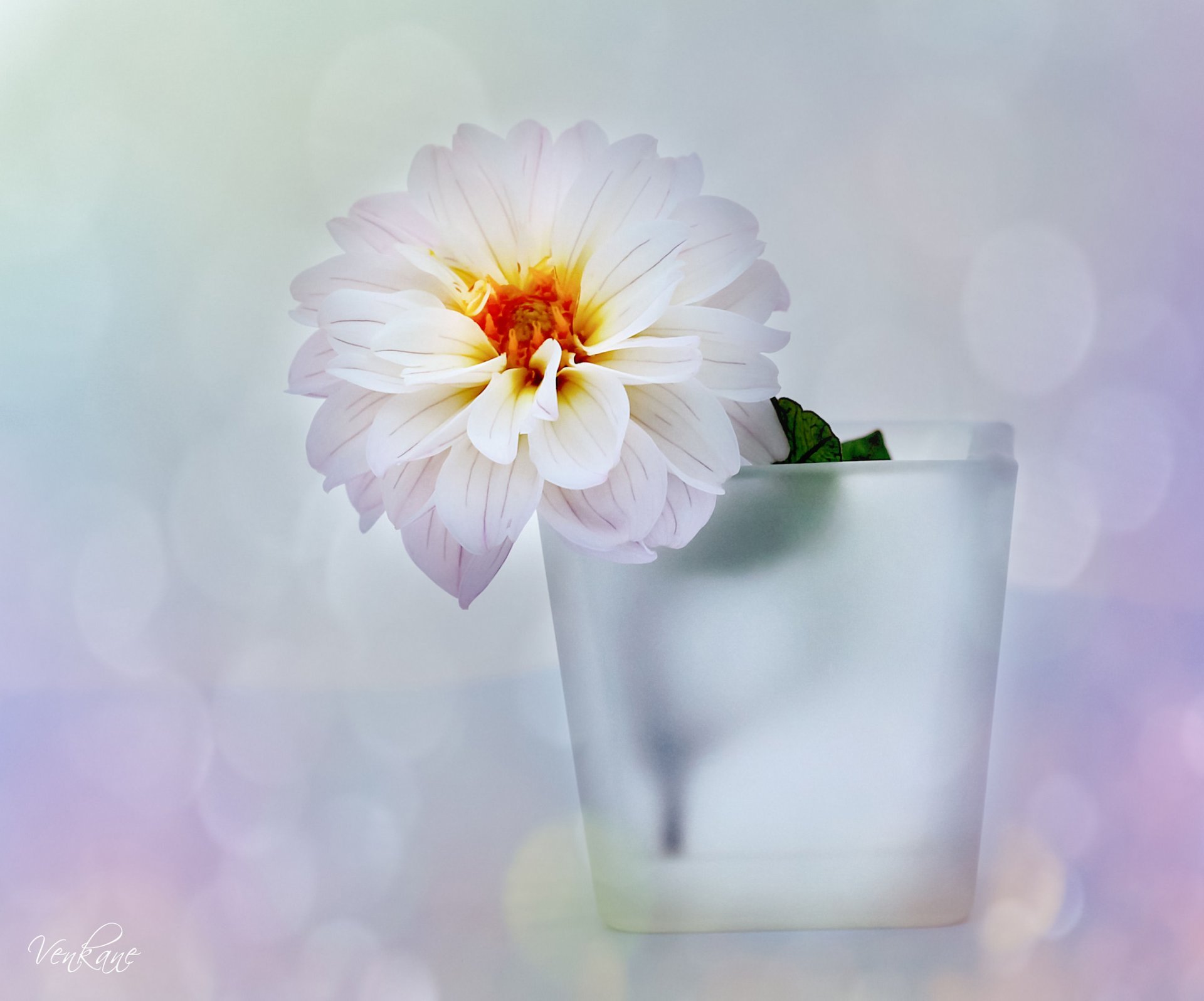 vase flower dahlia white reflections background