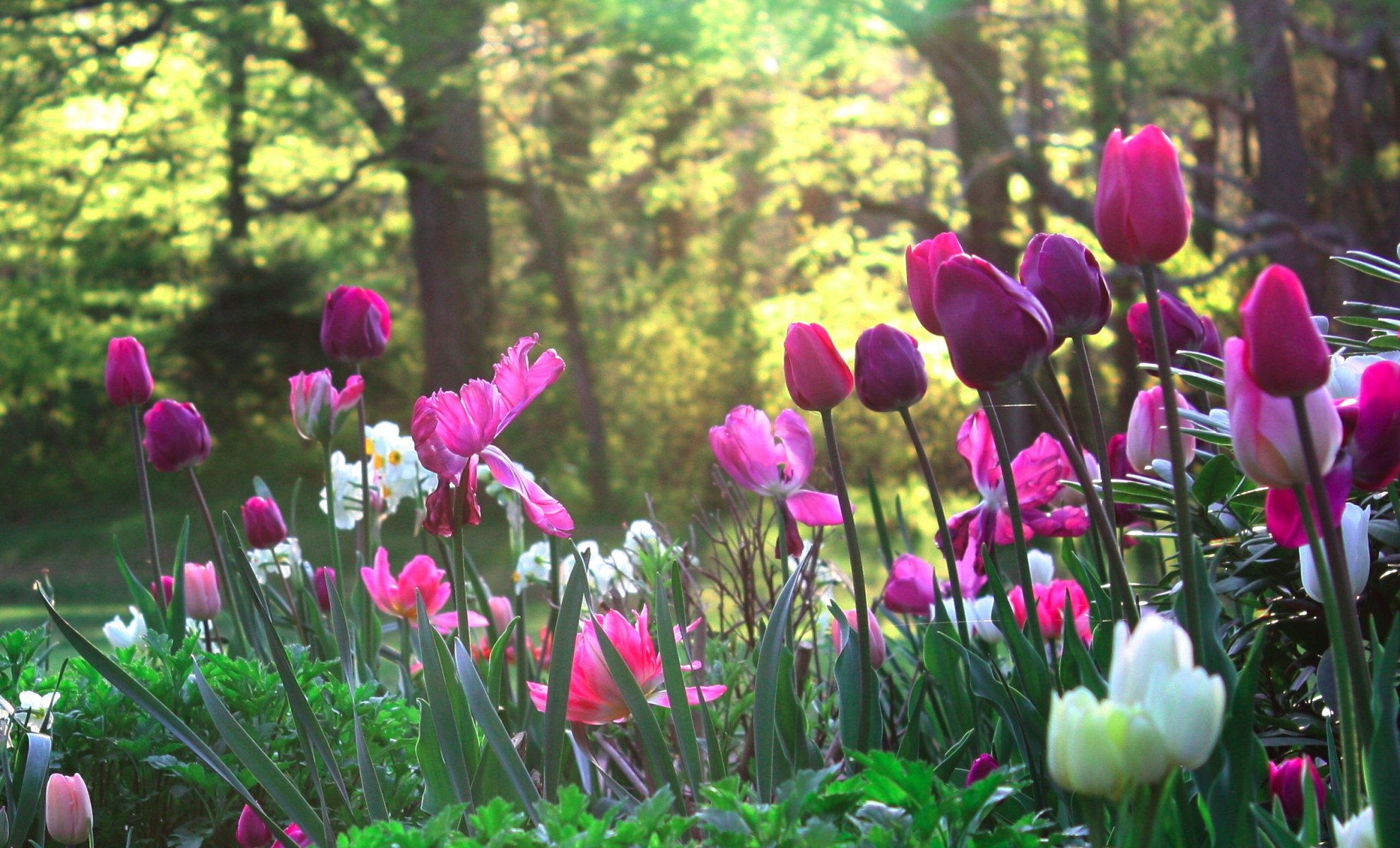 lichtung garten blumen natur