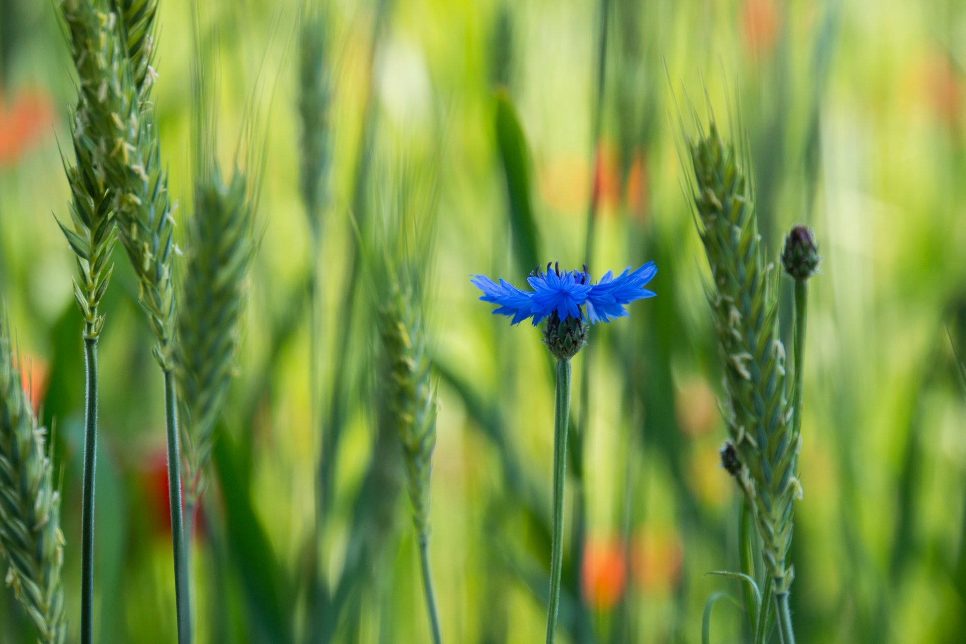 cheveux bleu fleur champ macro flou