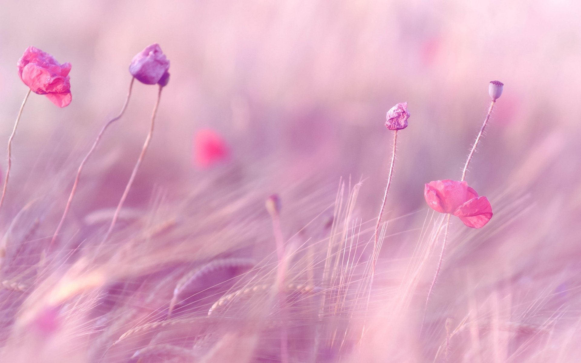 flowers flowers pink field ears wheat rye purple background wallpaper widescreen fullscreen widescreen widescreen