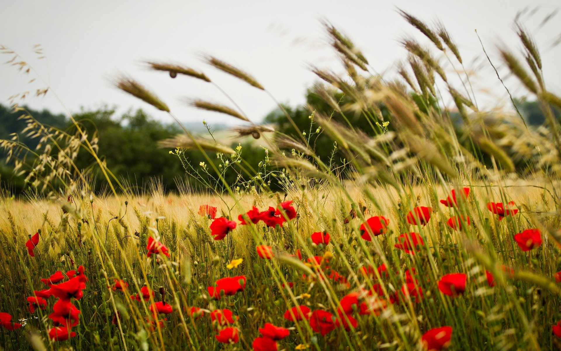 fleurs fleurs coquelicot fleur épis épillets blé seigle champ fond papier peint écran large plein écran écran large écran large