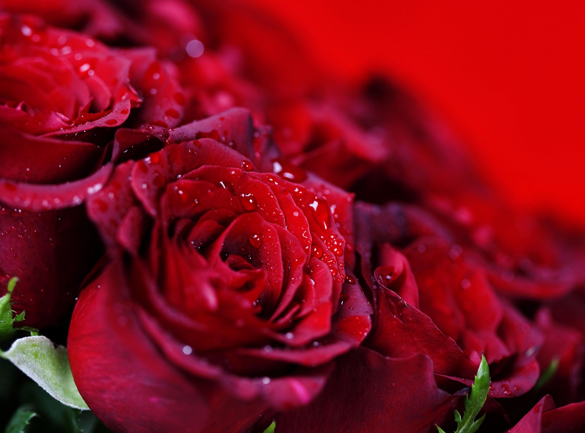 rose rosso gocce molto bouquet