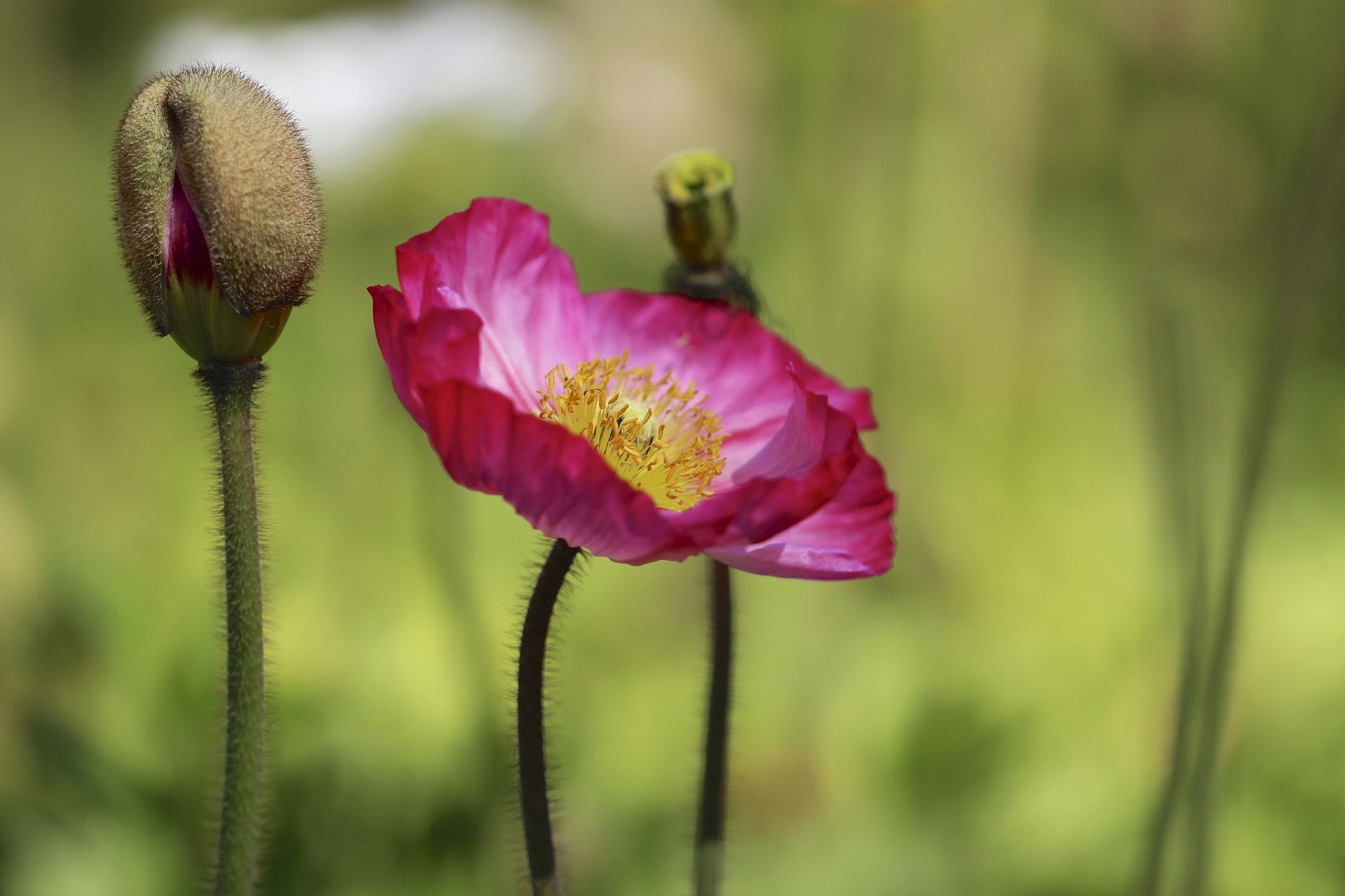 germoglio fiore rosa papavero sfondo