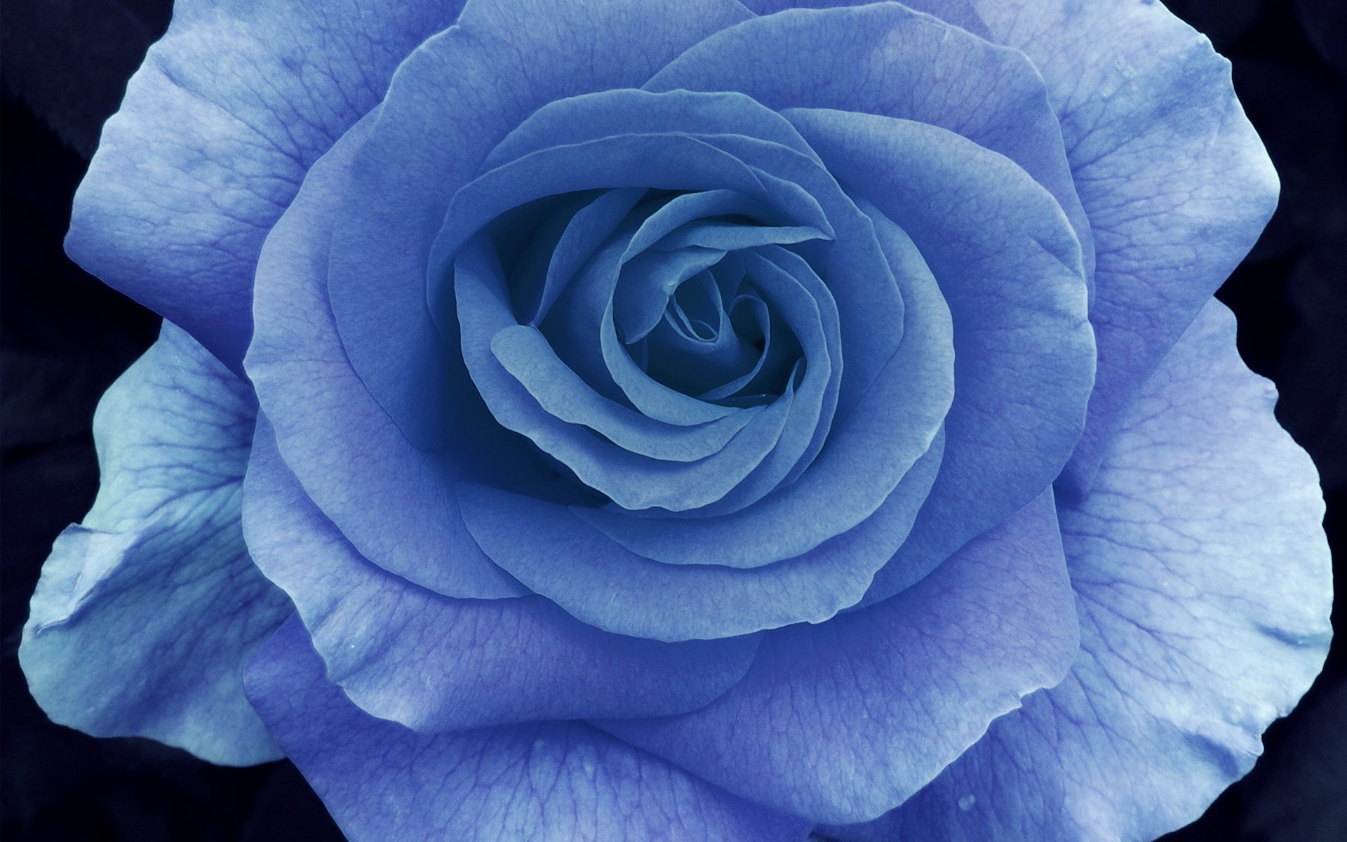 rosa macro petali blu