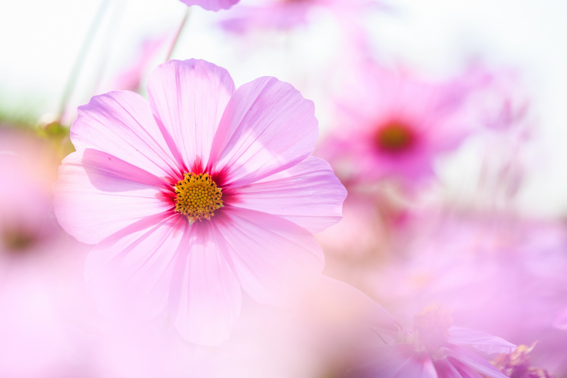 cosmea różowe kwiaty płatki makro delikatność rozmycie