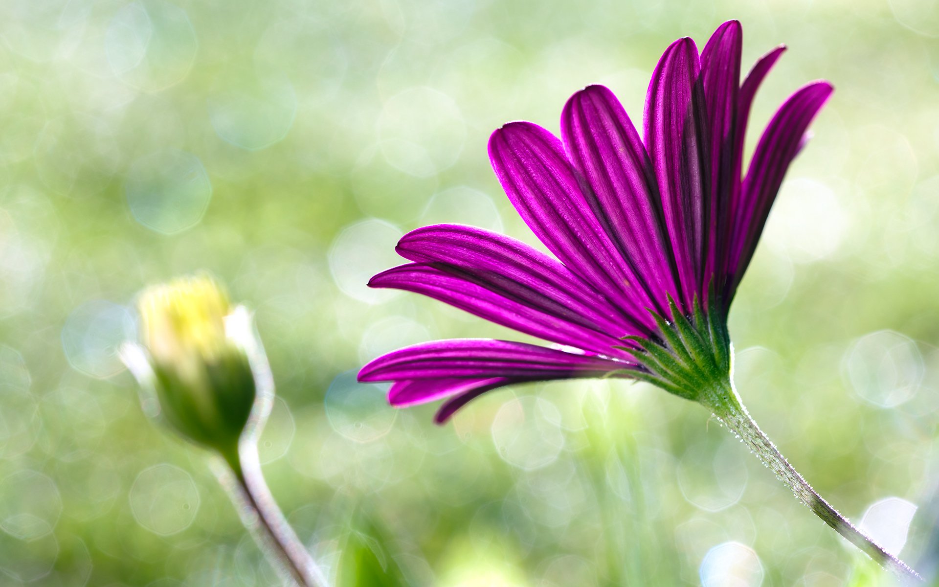 flower flowers macro pink