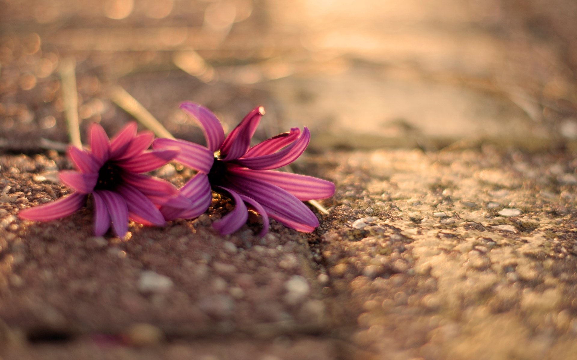 blumen blumen blümchen blume rosa asphalt makro makro boceh bokeh unschärfe hintergrund tapete widescreen vollbild widescreen widescreen