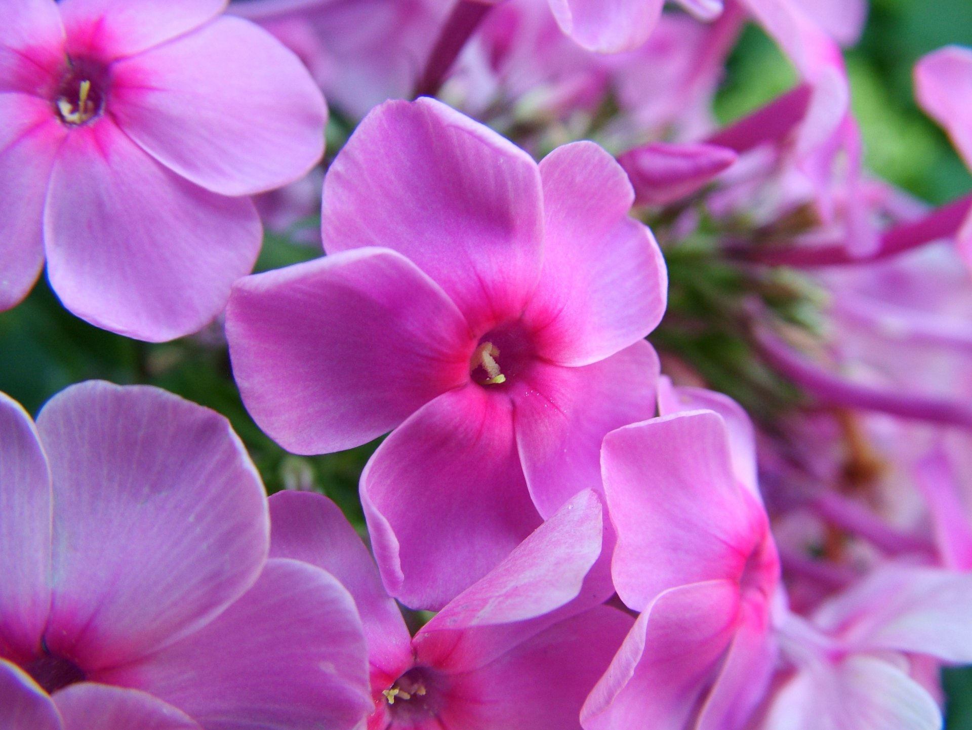 flores caliente rosa macro verano phlox