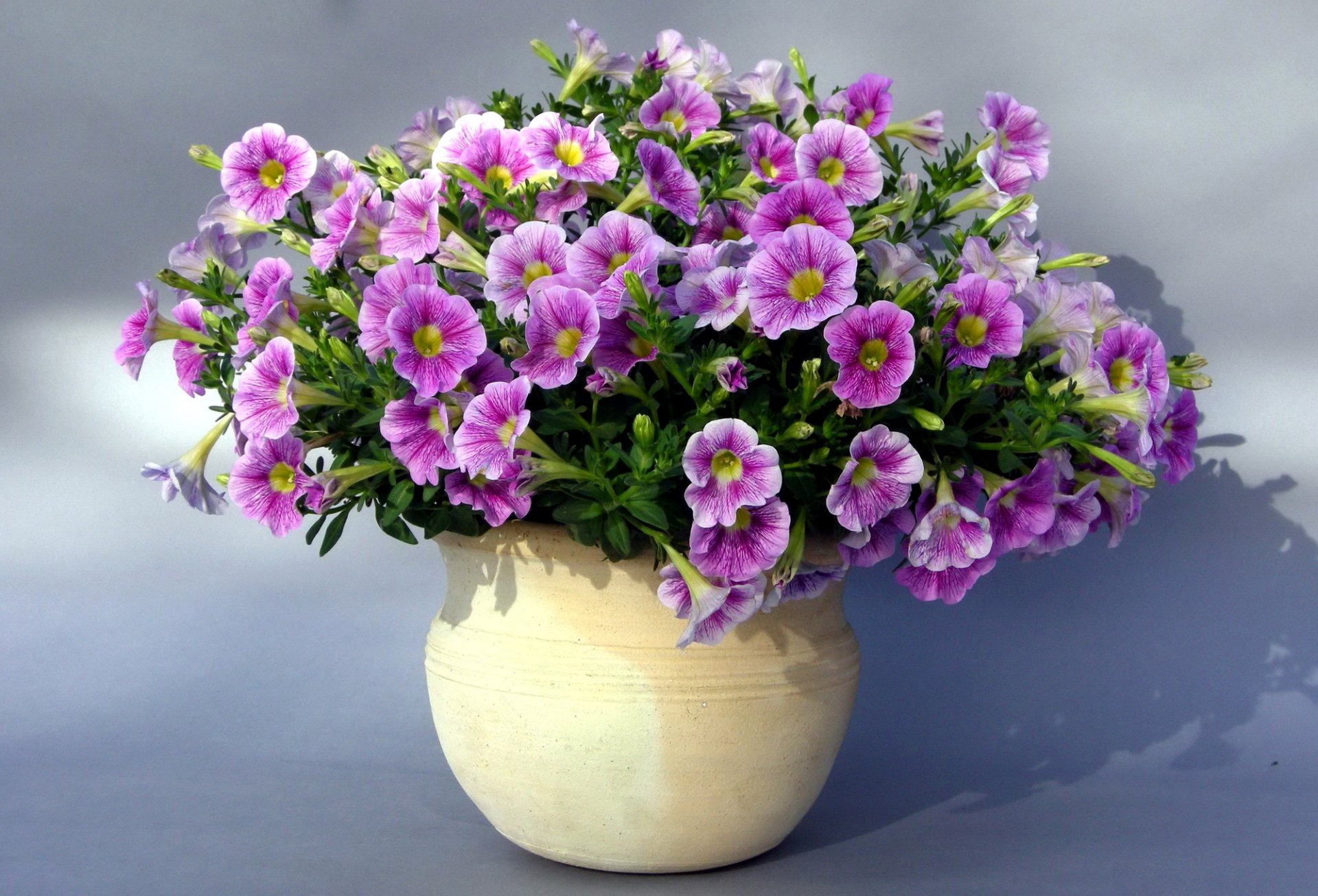 fiori fiore bouquet petunia giardino campo bella petunia