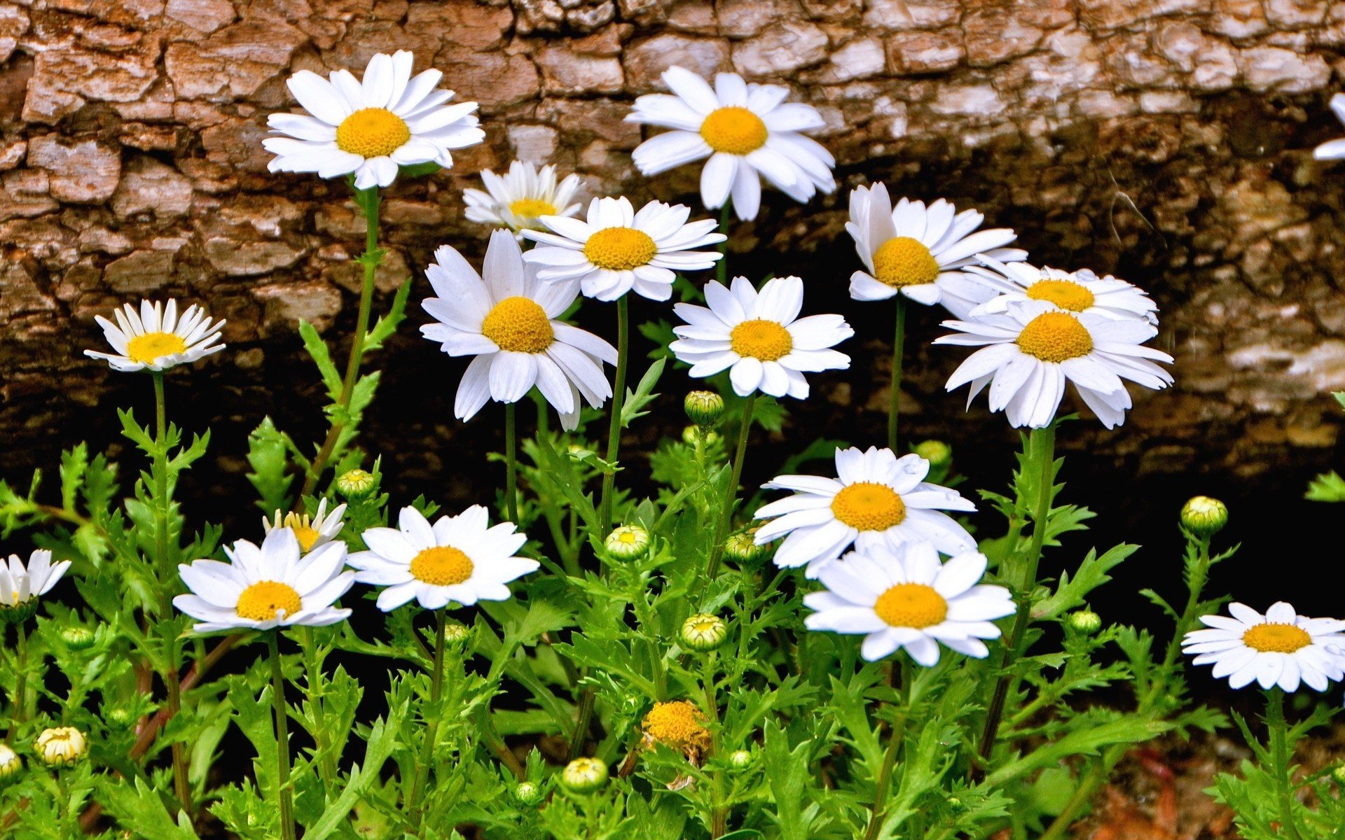 fleurs fleurs marguerites marguerite joliment fond papier peint écran large plein écran écran large écran large